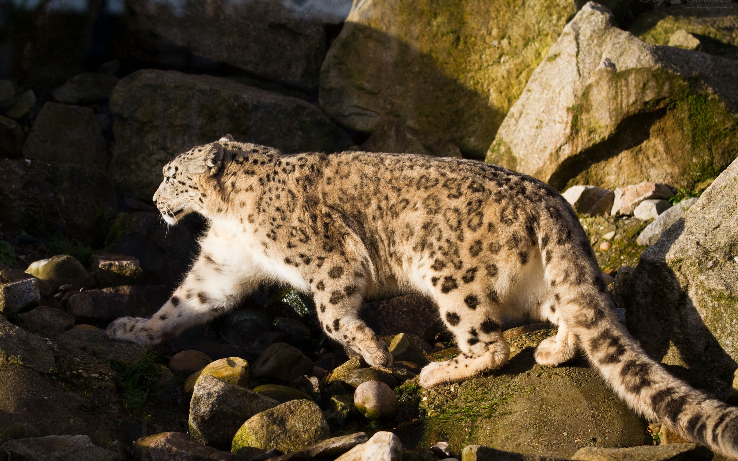 Desktop FHD snow leopard, animal, cats