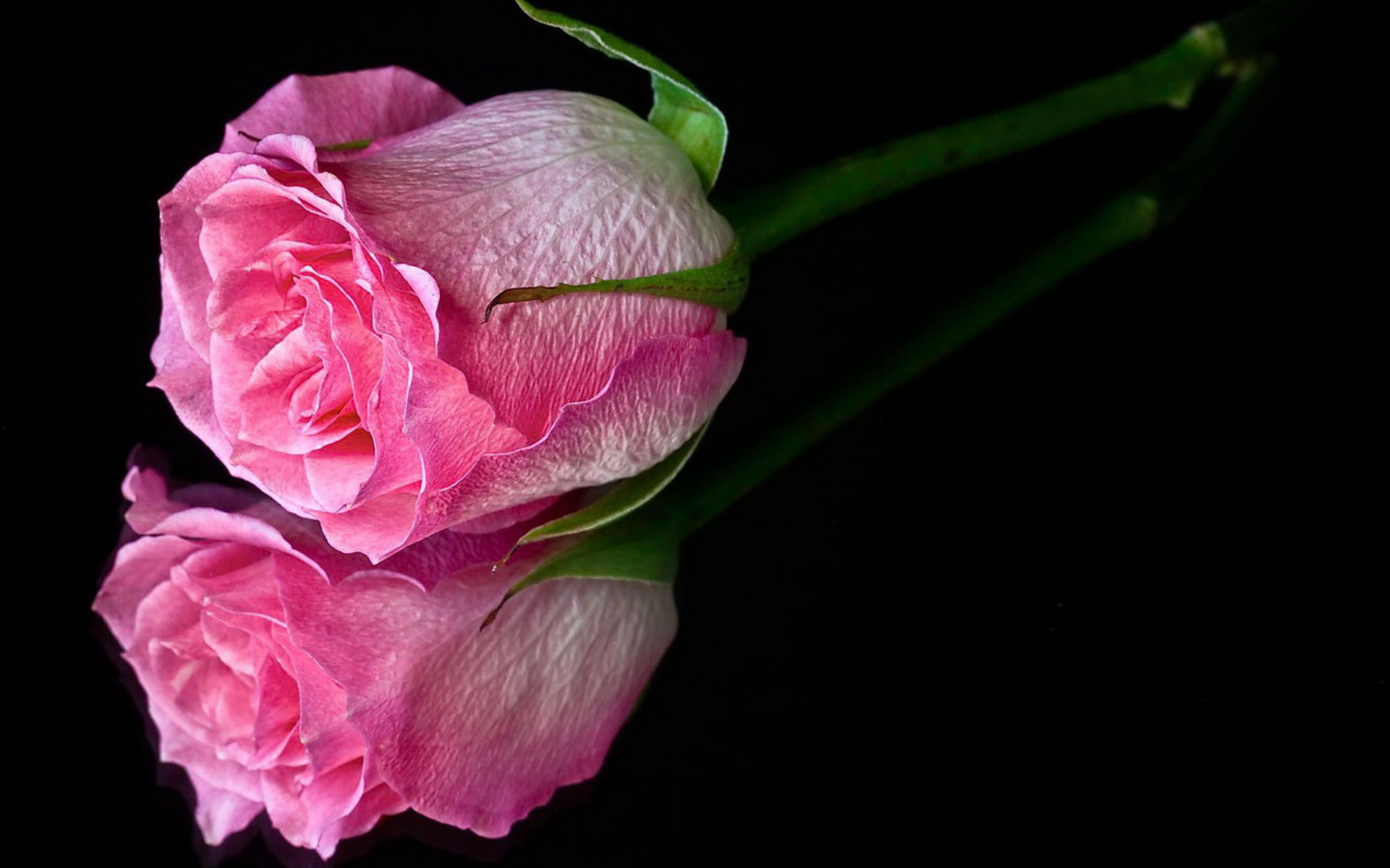 Розовые цветы на темном фоне