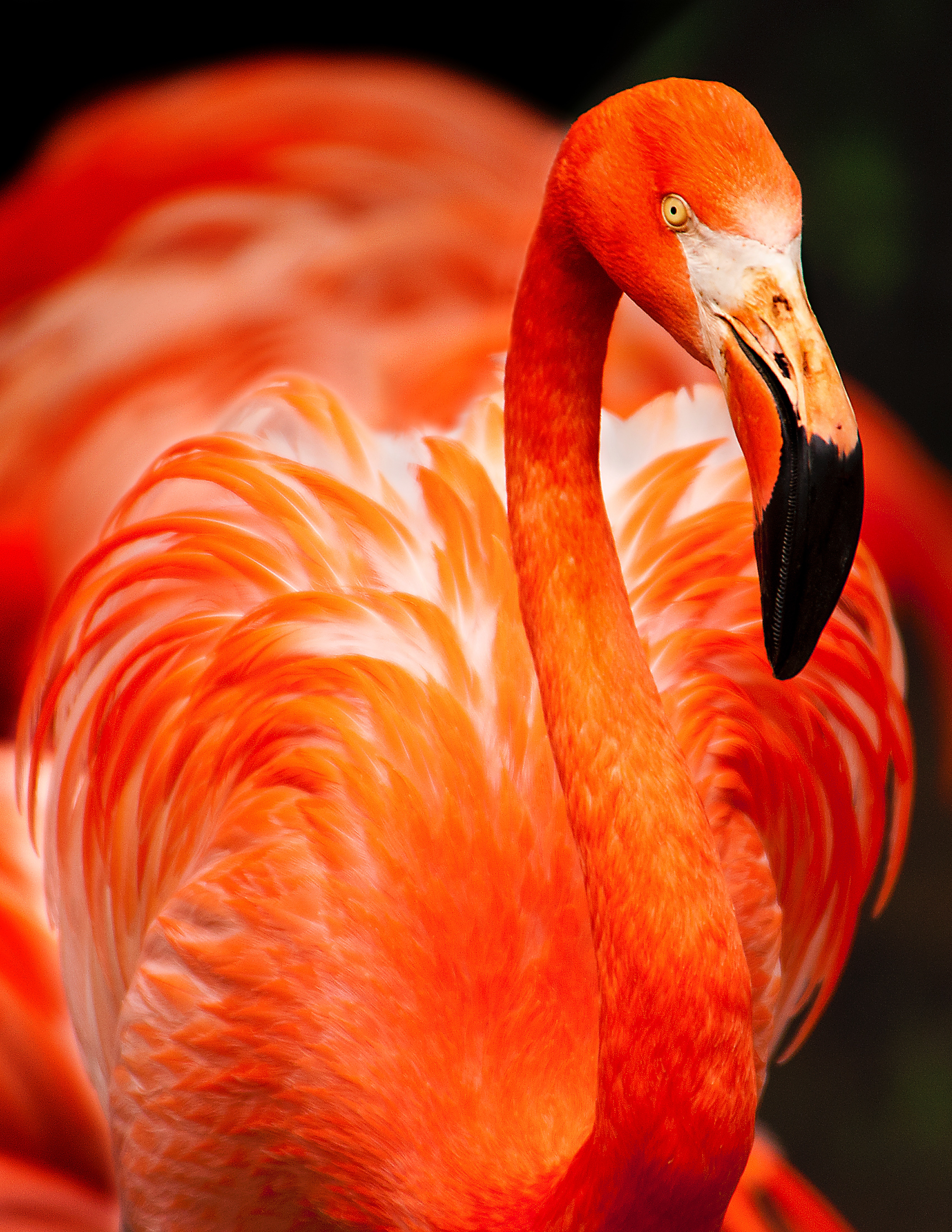 Free download wallpaper Bird, Color, Animals, Feather, Flamingo on your PC desktop