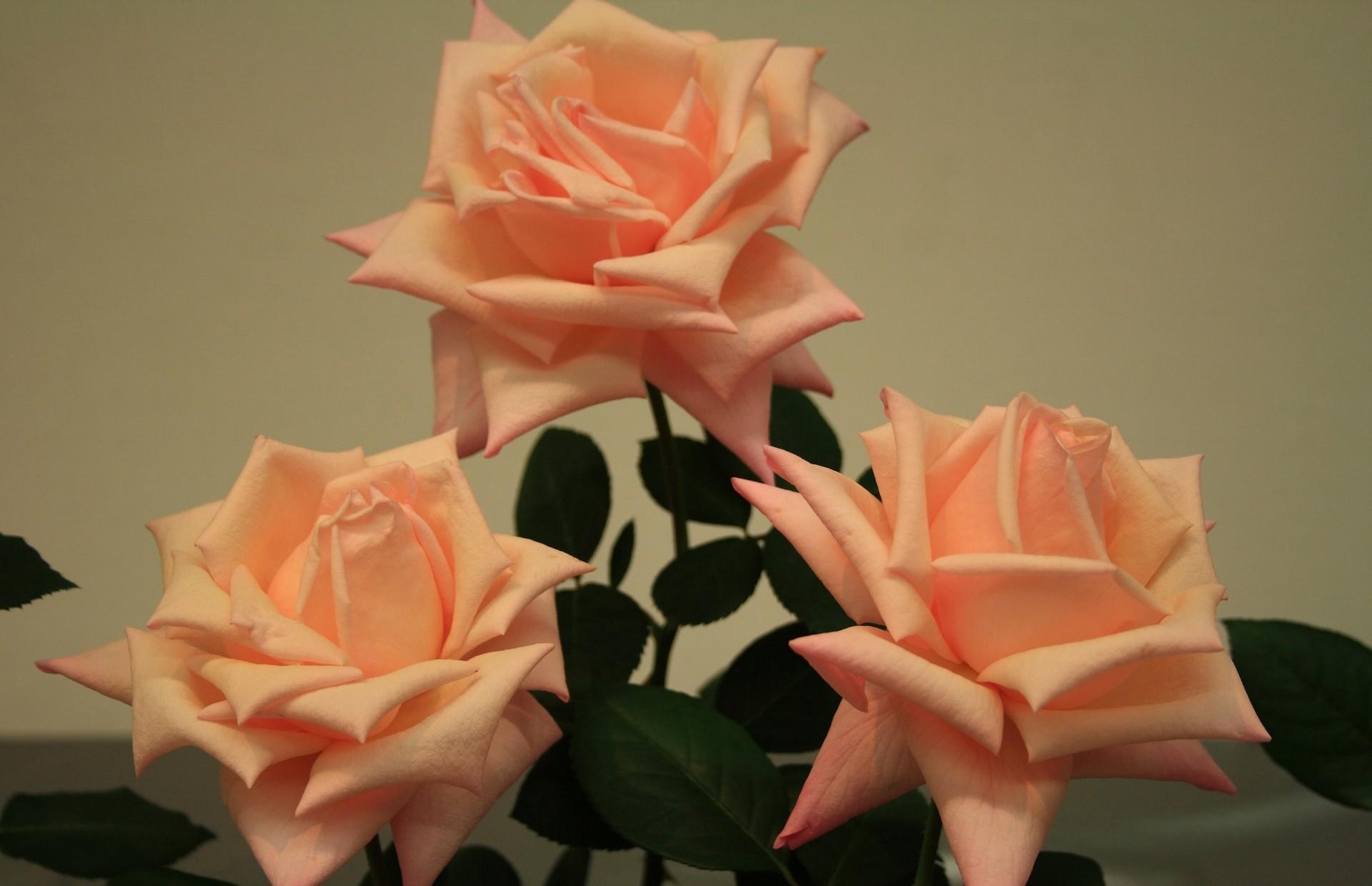 Цветы 3 розы