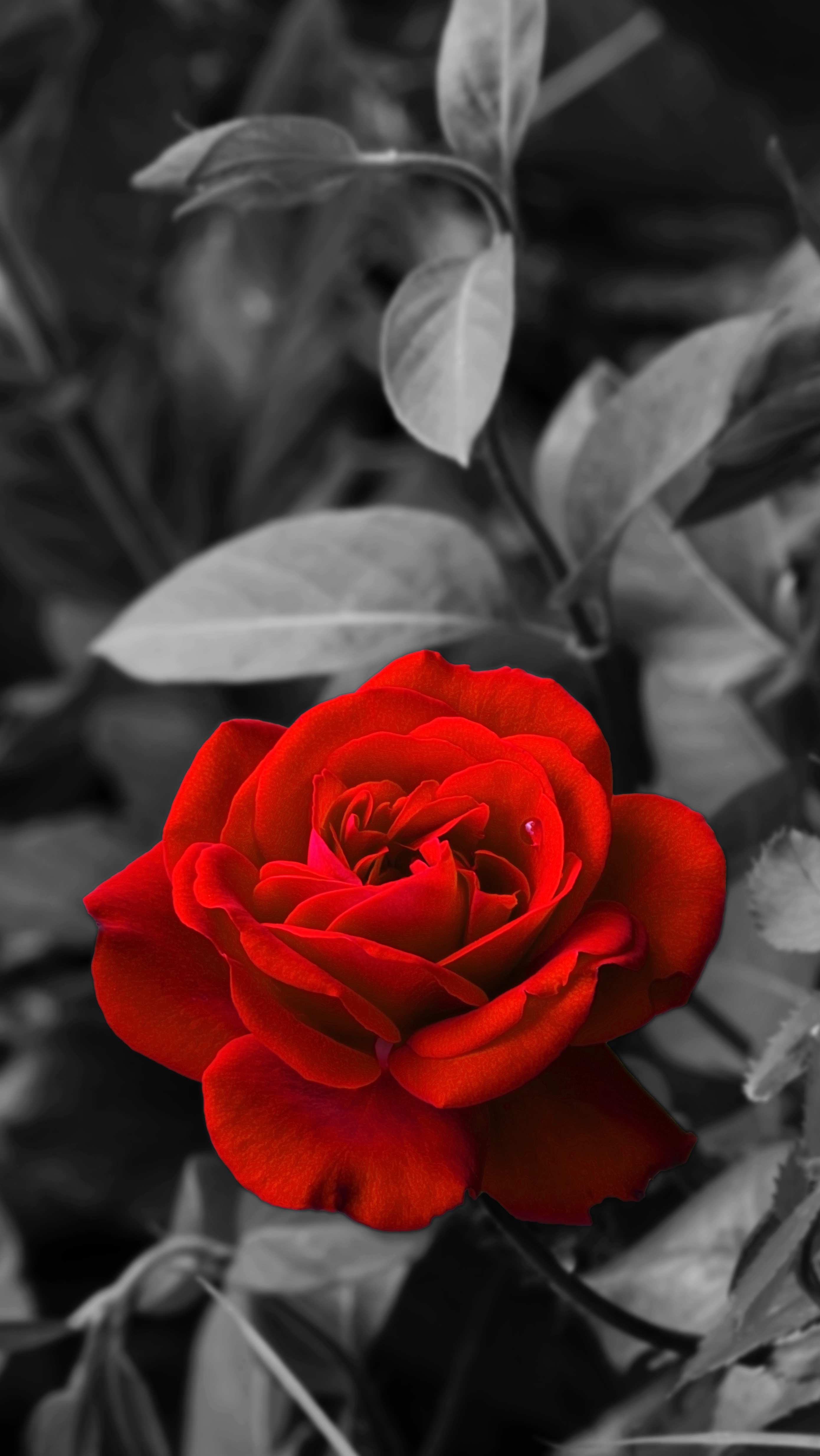 flowers, red, rose, rose flower, chb, bud, bw, garden 32K