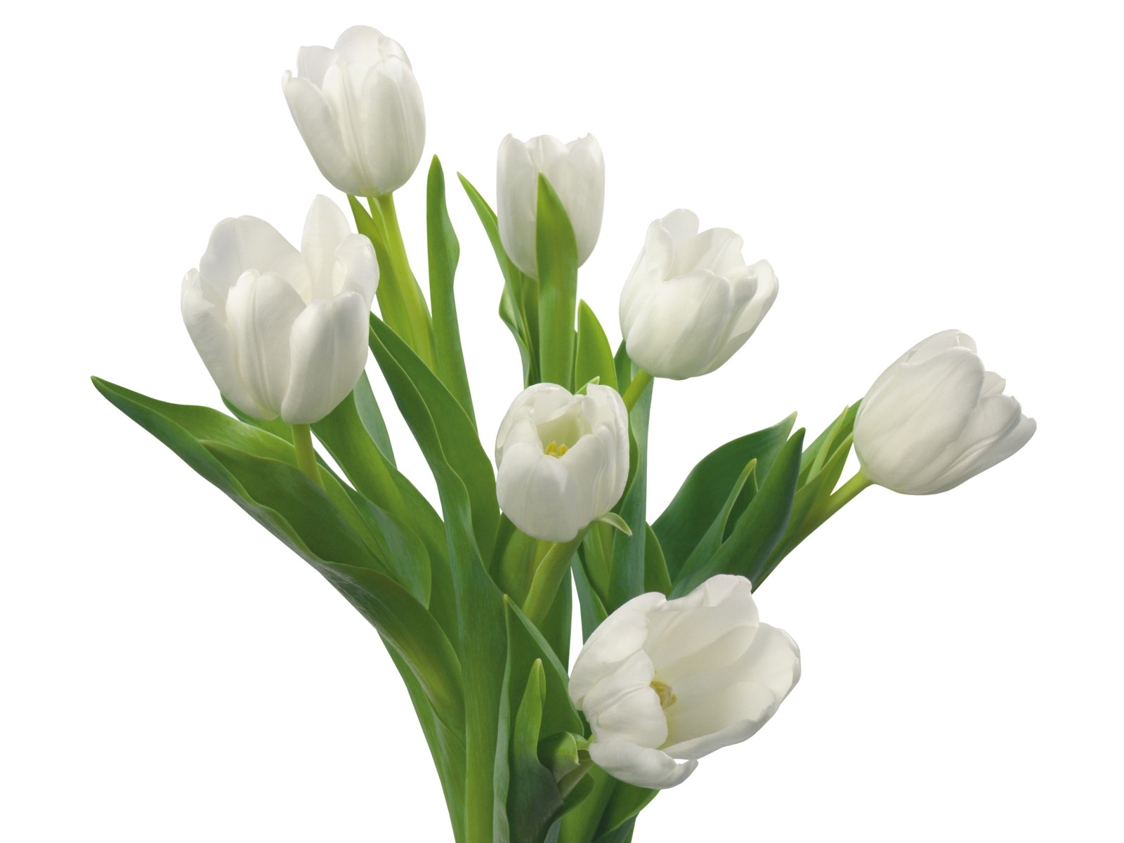 8041 Bild herunterladen pflanzen, blumen, tulpen - Hintergrundbilder und Bildschirmschoner kostenlos