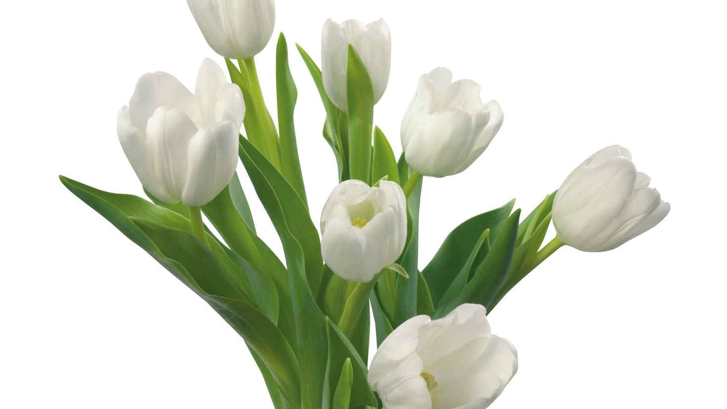 Обои белые тюльпаны