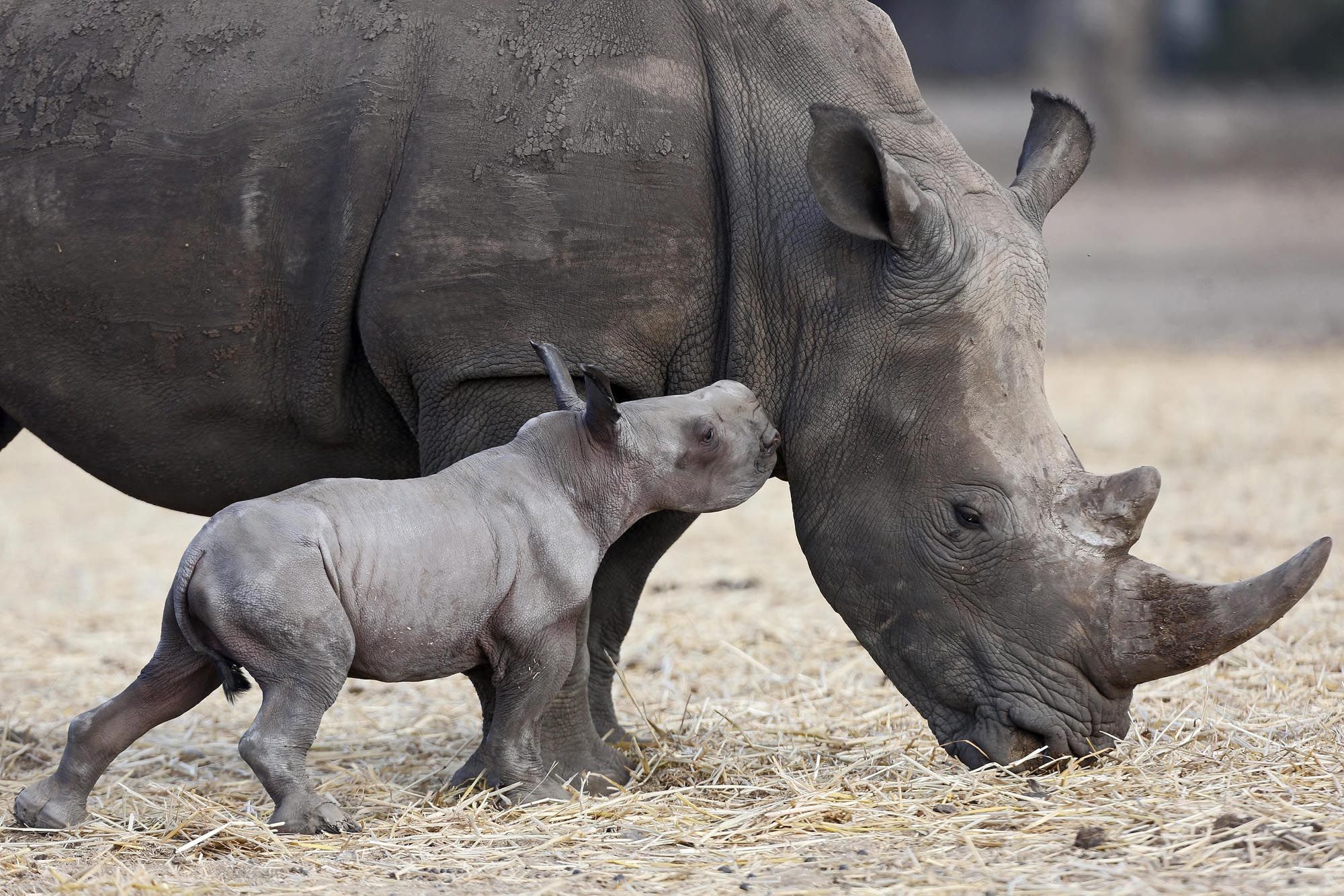Сколько носорогов родилось в 2002 году. Суматранский носорог детеныш. Суматранский носорог спаривания. Белый носорог и Бегемот.