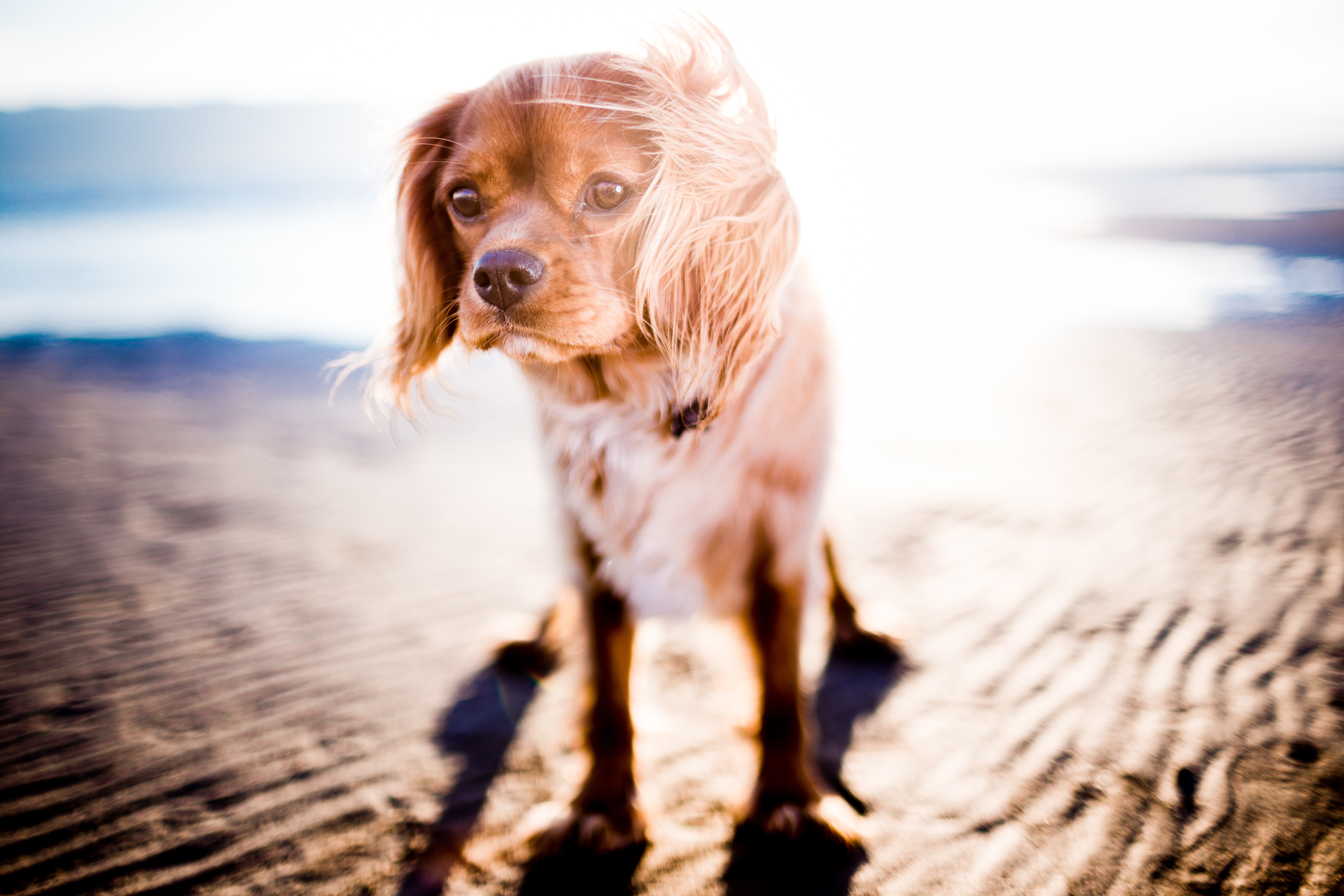 Собака на солнце
