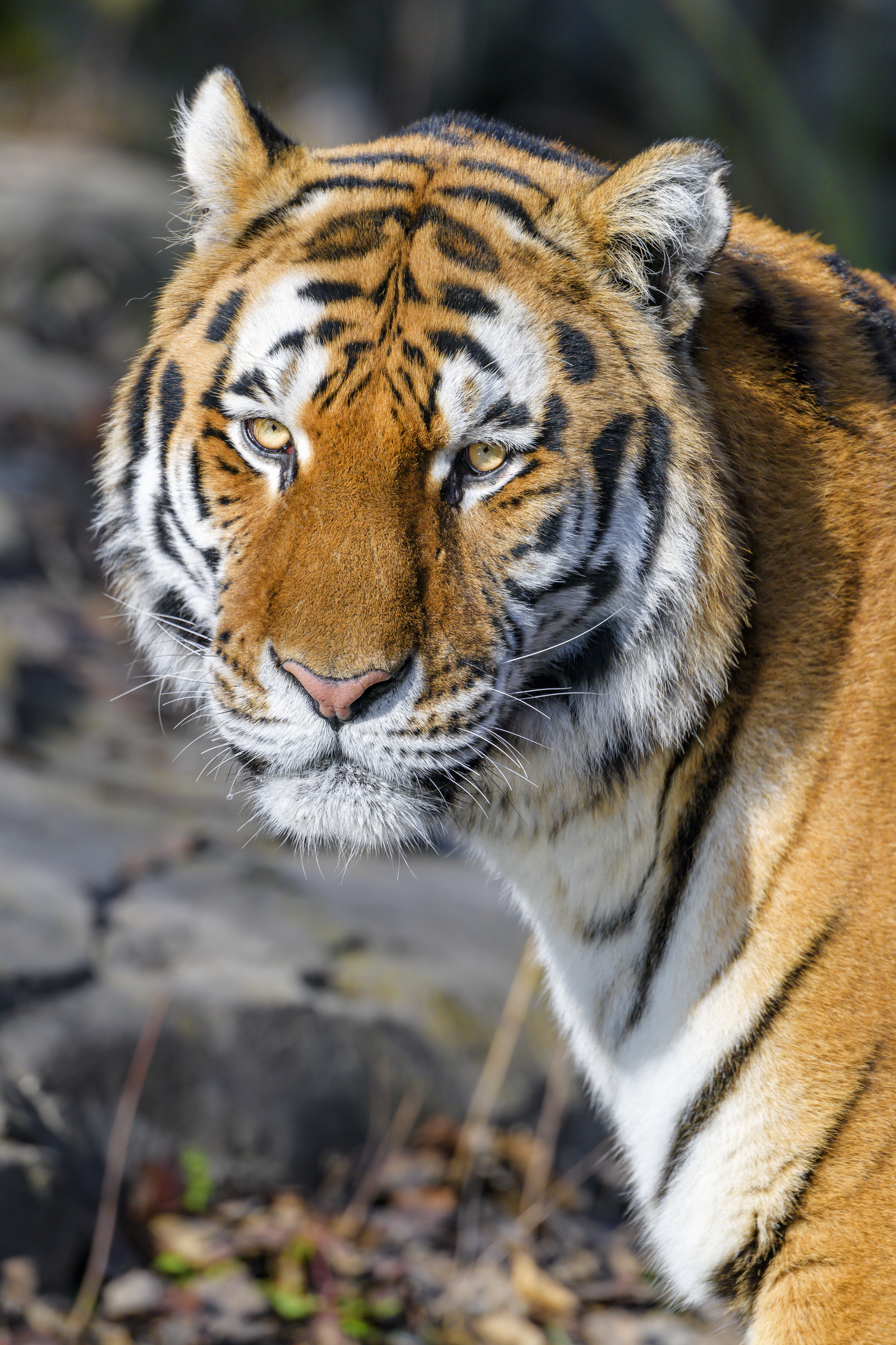 Download mobile wallpaper Tiger, Opinion, Sight, Wild, Animals, Predator, Animal, Brown for free.