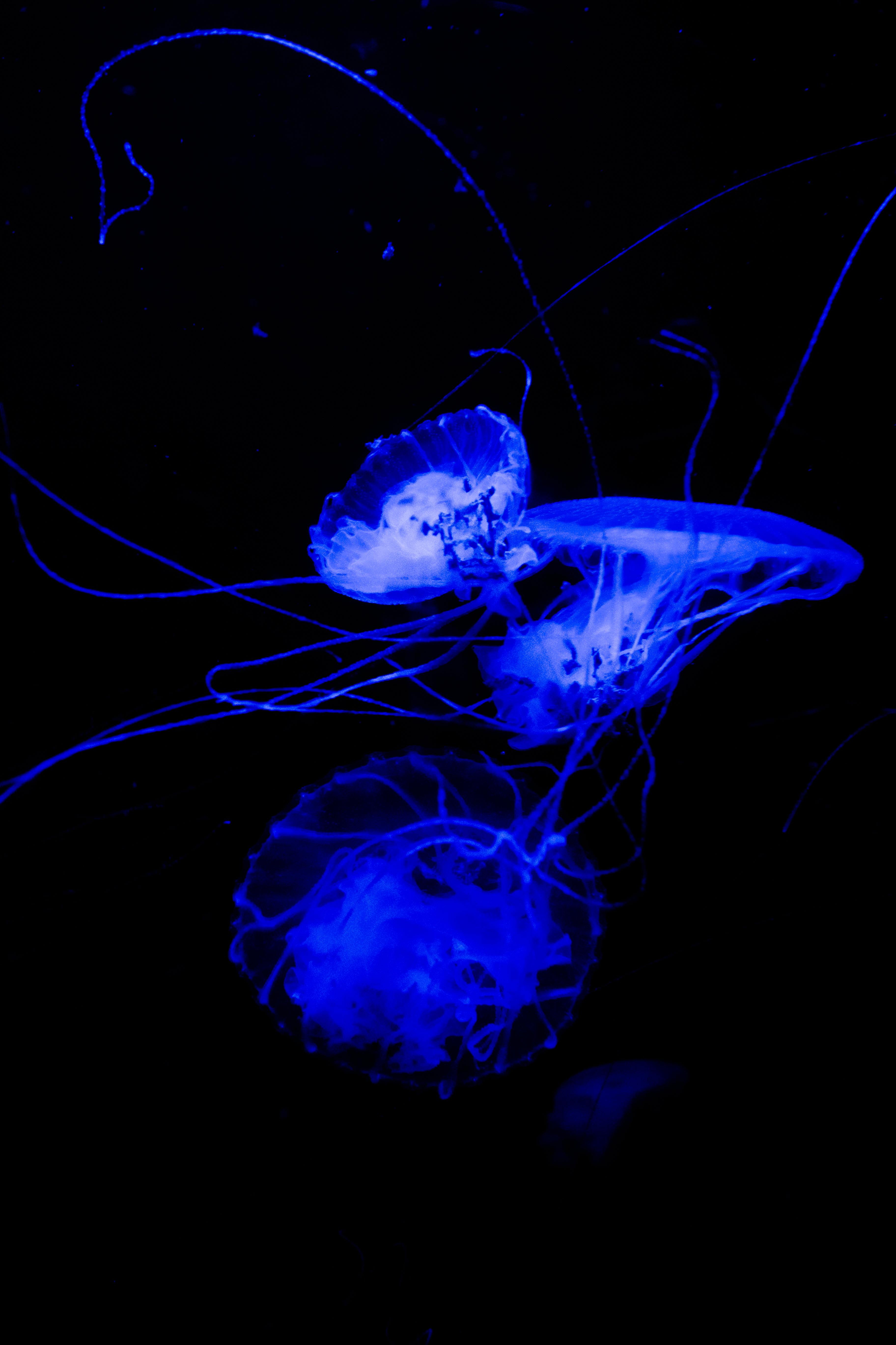 Download mobile wallpaper Tentacle, Handsomely, It's Beautiful, Jellyfish, Dark for free.