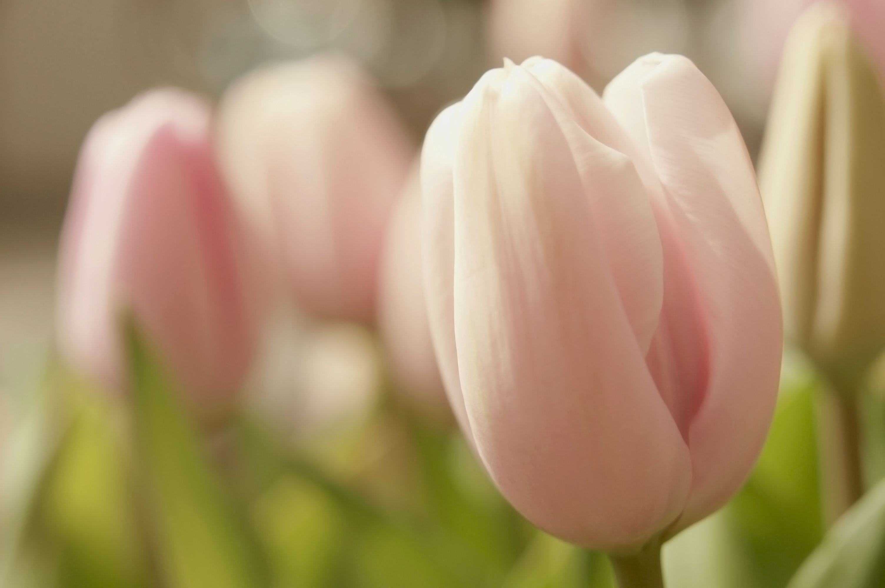 77746 завантажити шпалери тюльпани, ніжність, квіти, закри, крупний план, весна - заставки і картинки безкоштовно