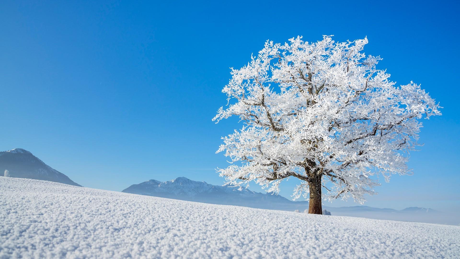 Снег дерево крупно