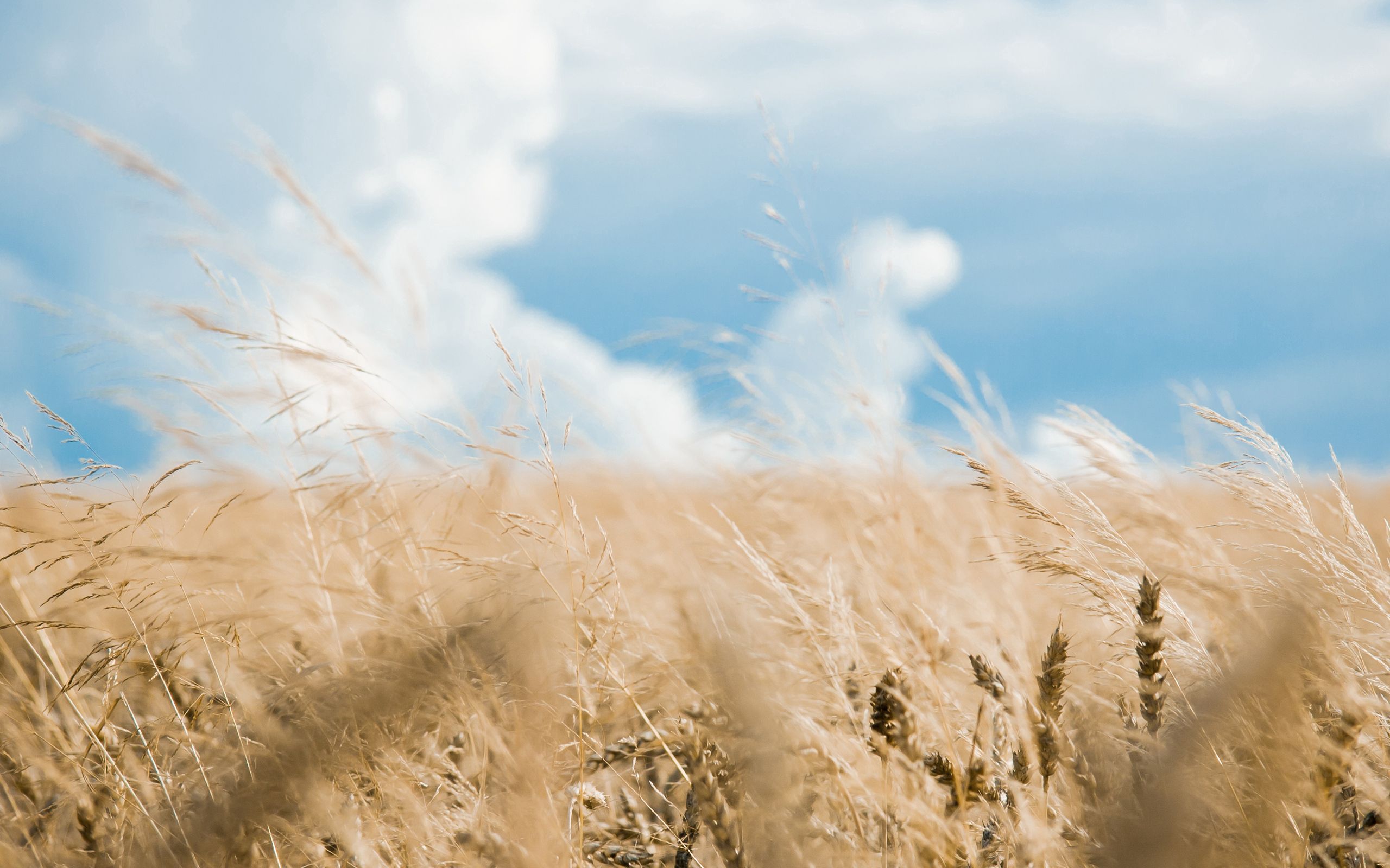 blur, nature, sky, clouds, smooth, field, ears, spikes 32K