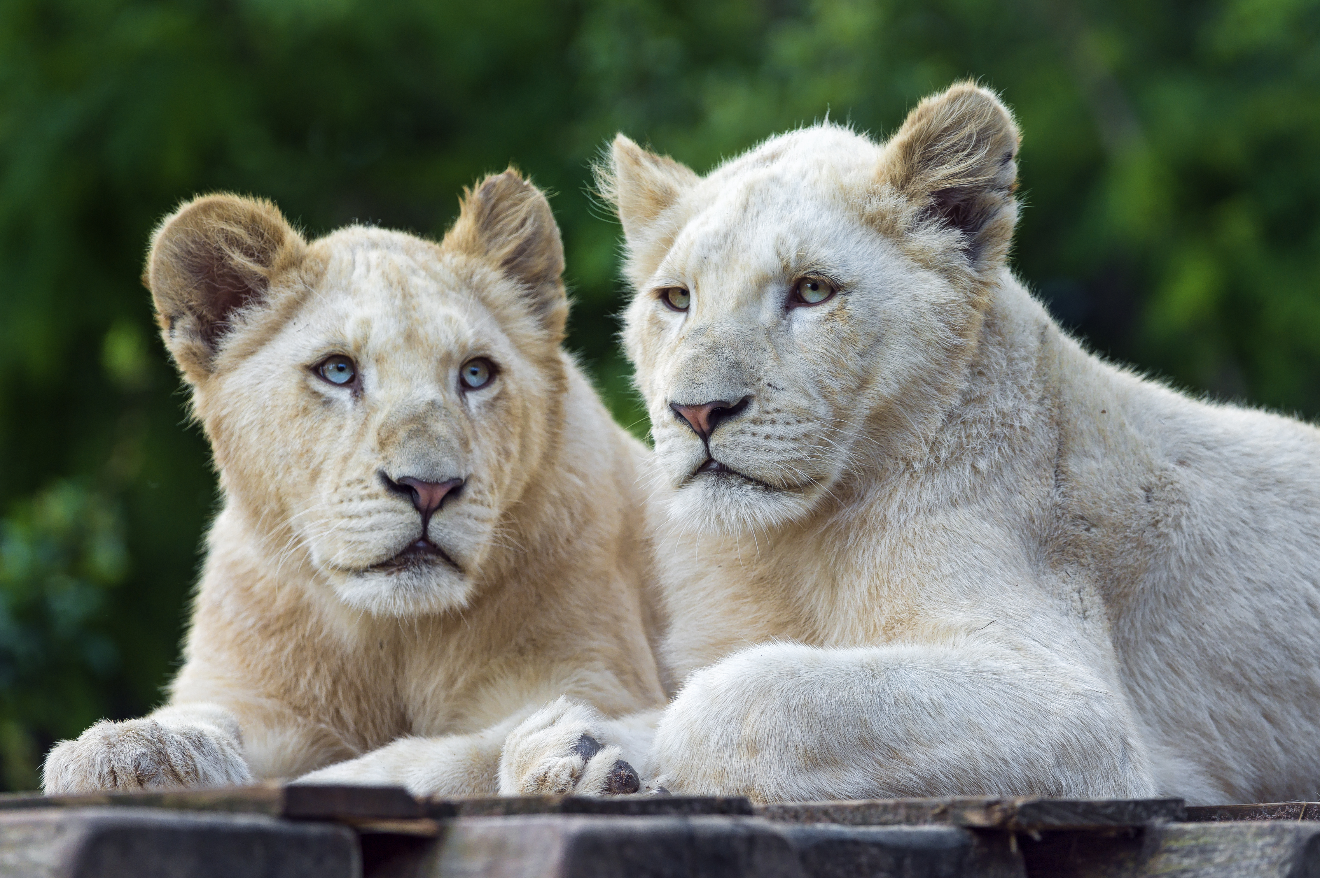 801827 baixar papel de parede leão, animais, leão branco, animal bebê, filhote - protetores de tela e imagens gratuitamente