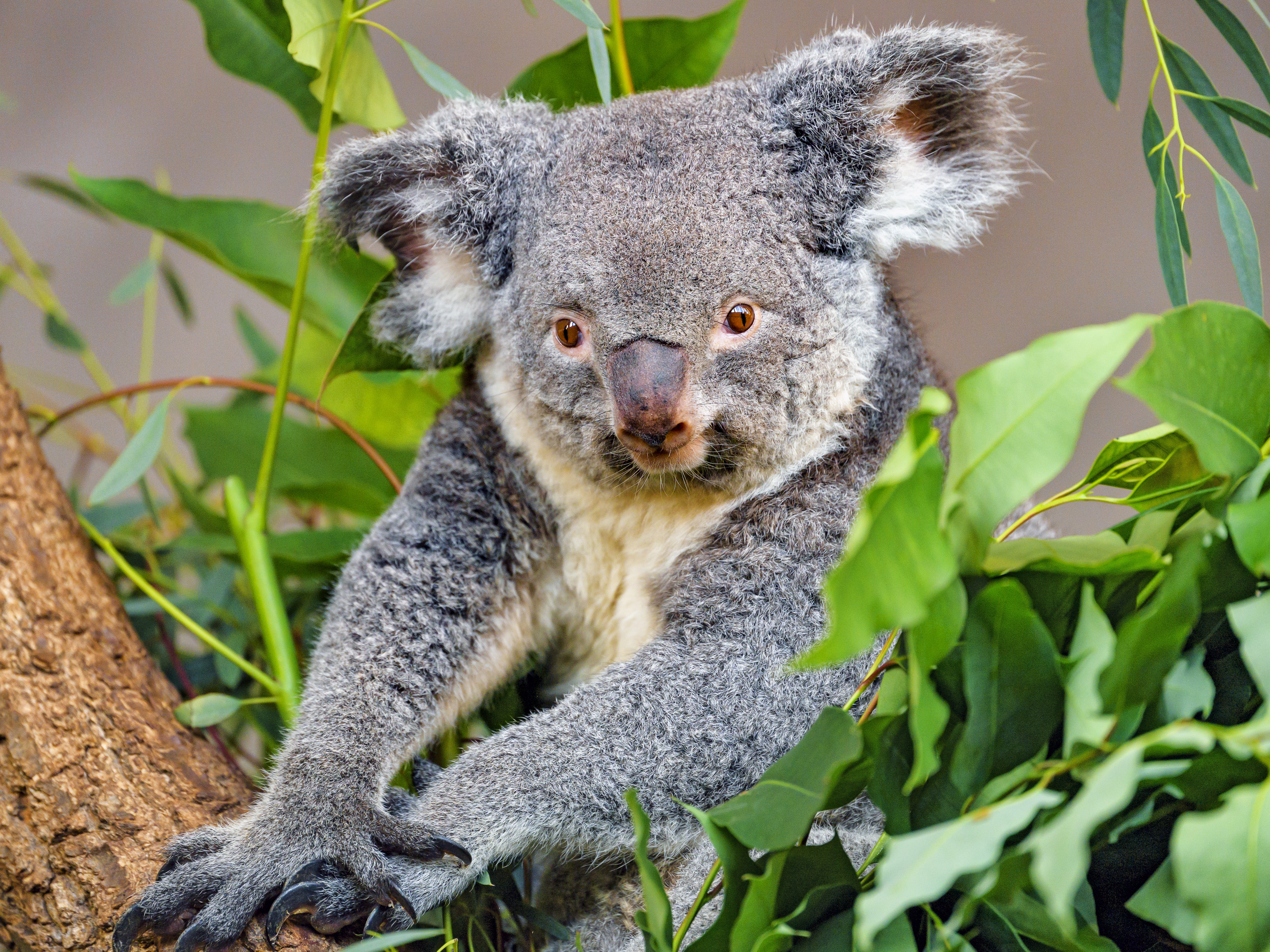 Laden Sie das Wildlife, Wilde Natur, Tiere, Tier, Koala-Bild kostenlos auf Ihren PC-Desktop herunter