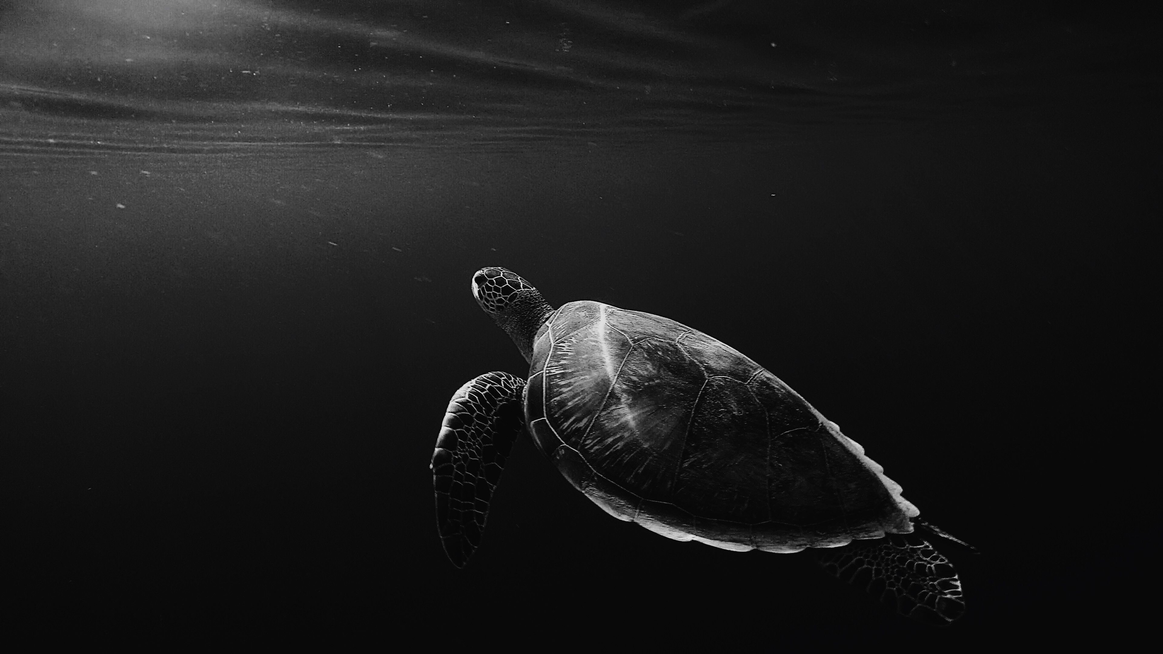 turtle, depth, under water, animals, underwater, bw, chb, swim, to swim