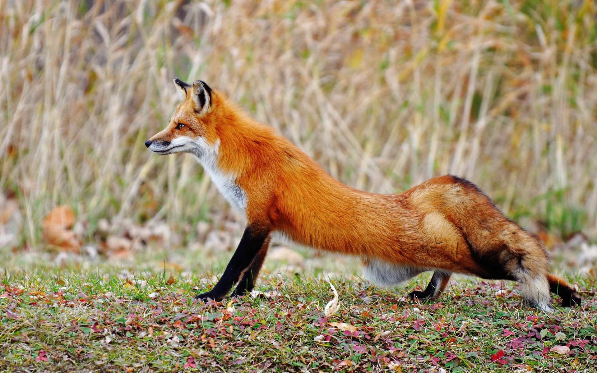 animals, grass, fox, tail, stretch Phone Background