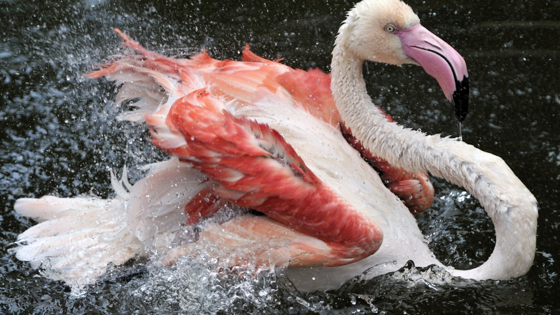 Фламинго плавает