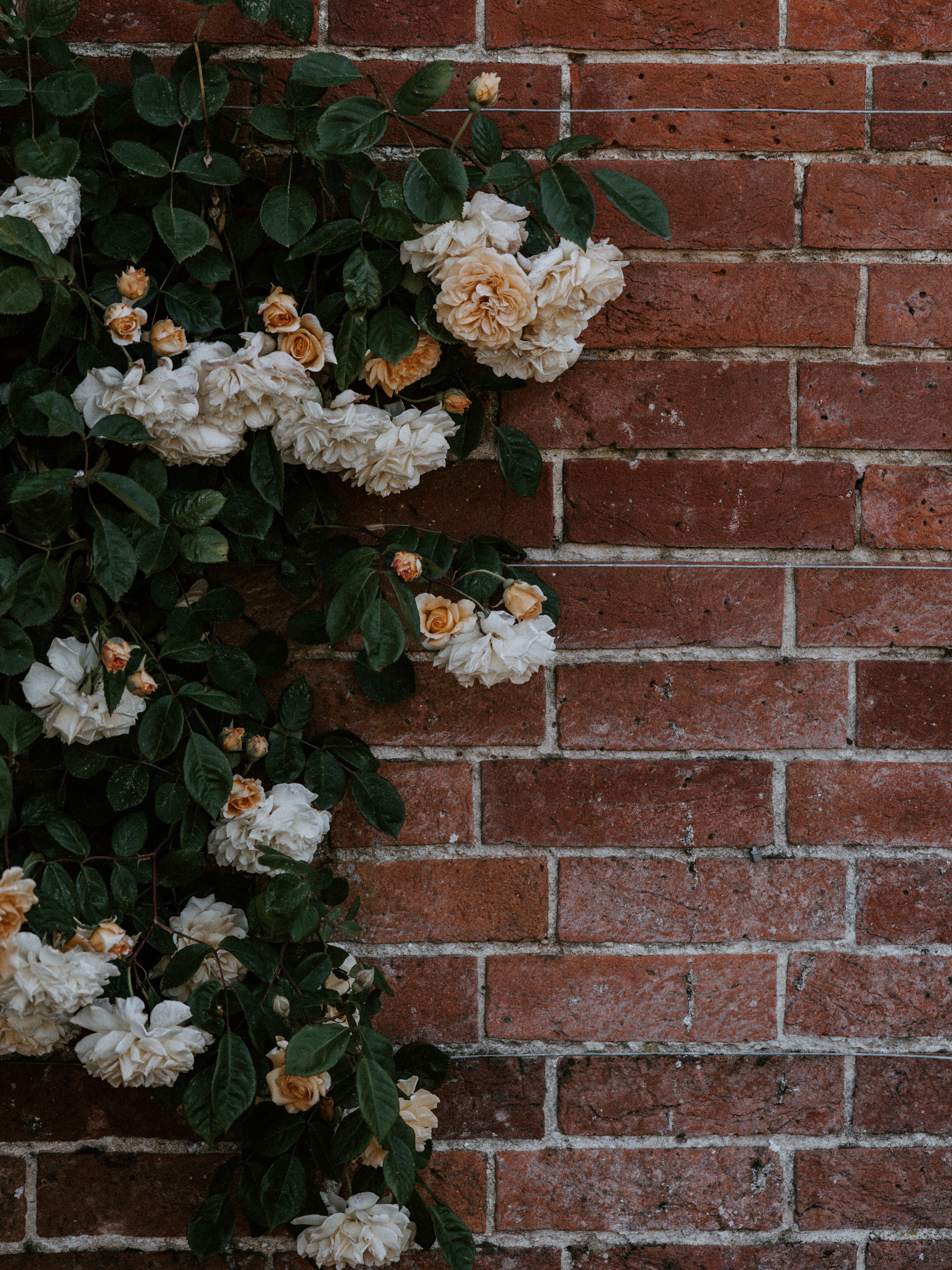 rose flower, flowers, brick, bush, plant, rose, wall