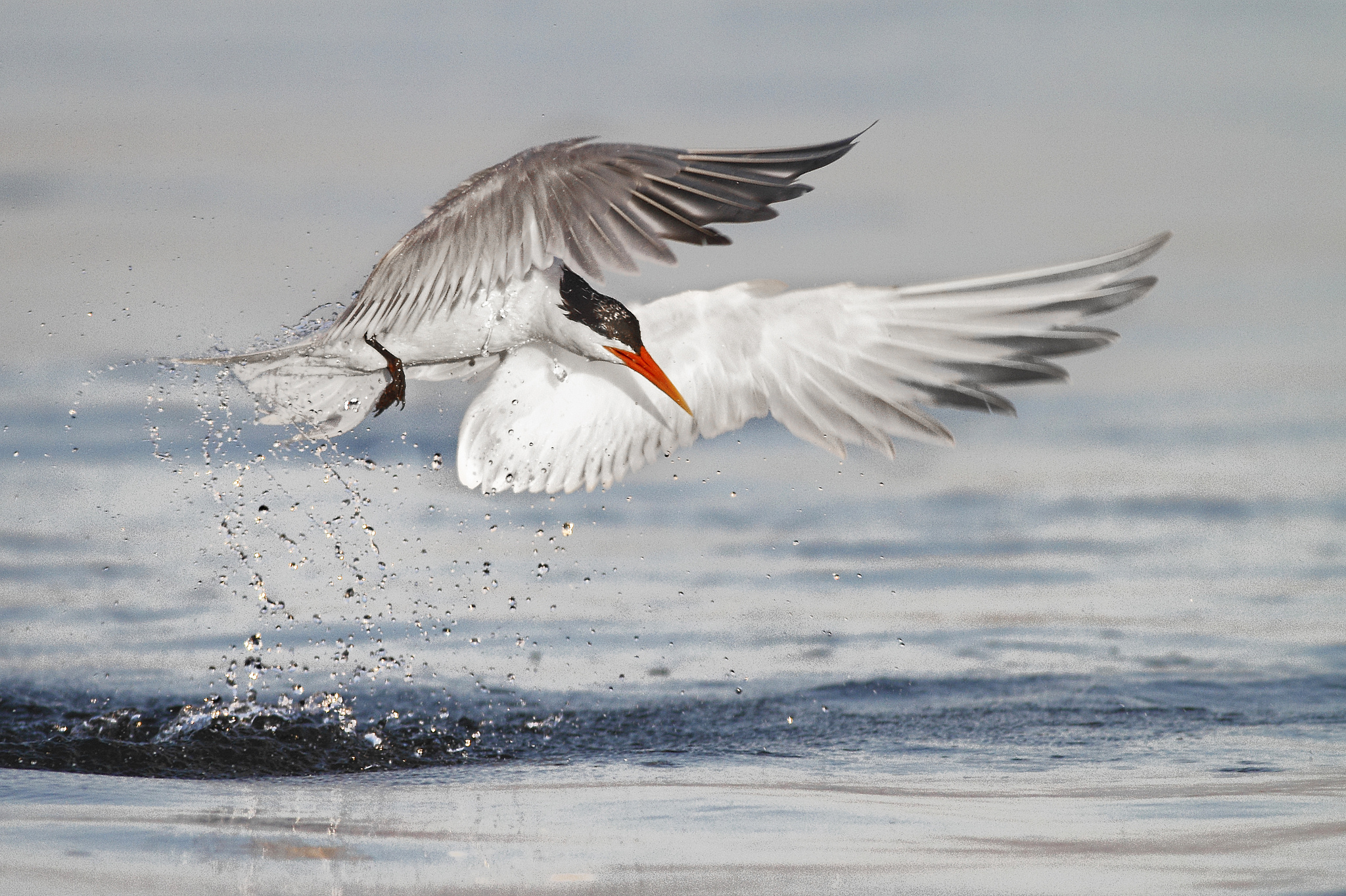 Arctic Tern HD download for free