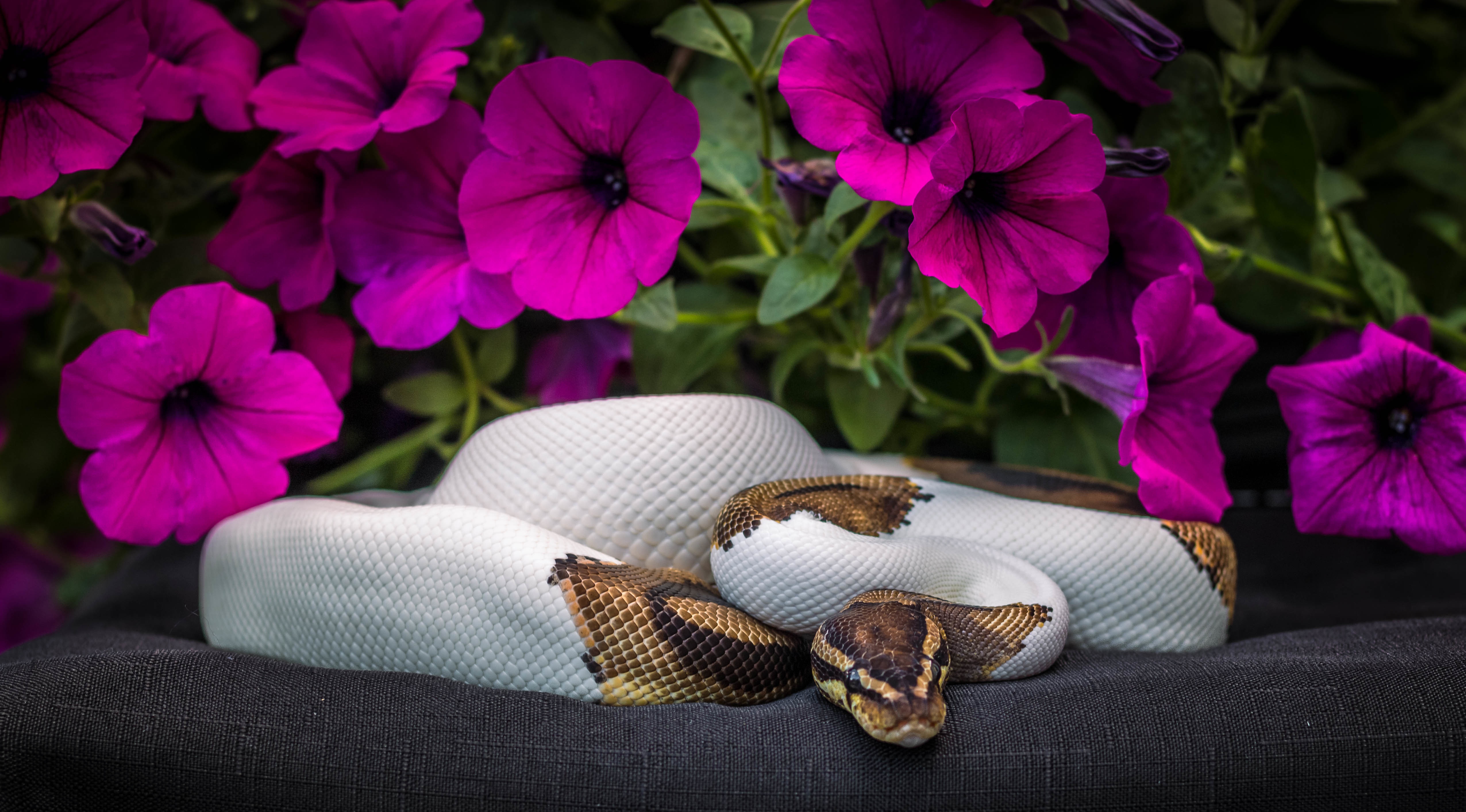animal, python, flower, petunia, snake, reptiles HD wallpaper