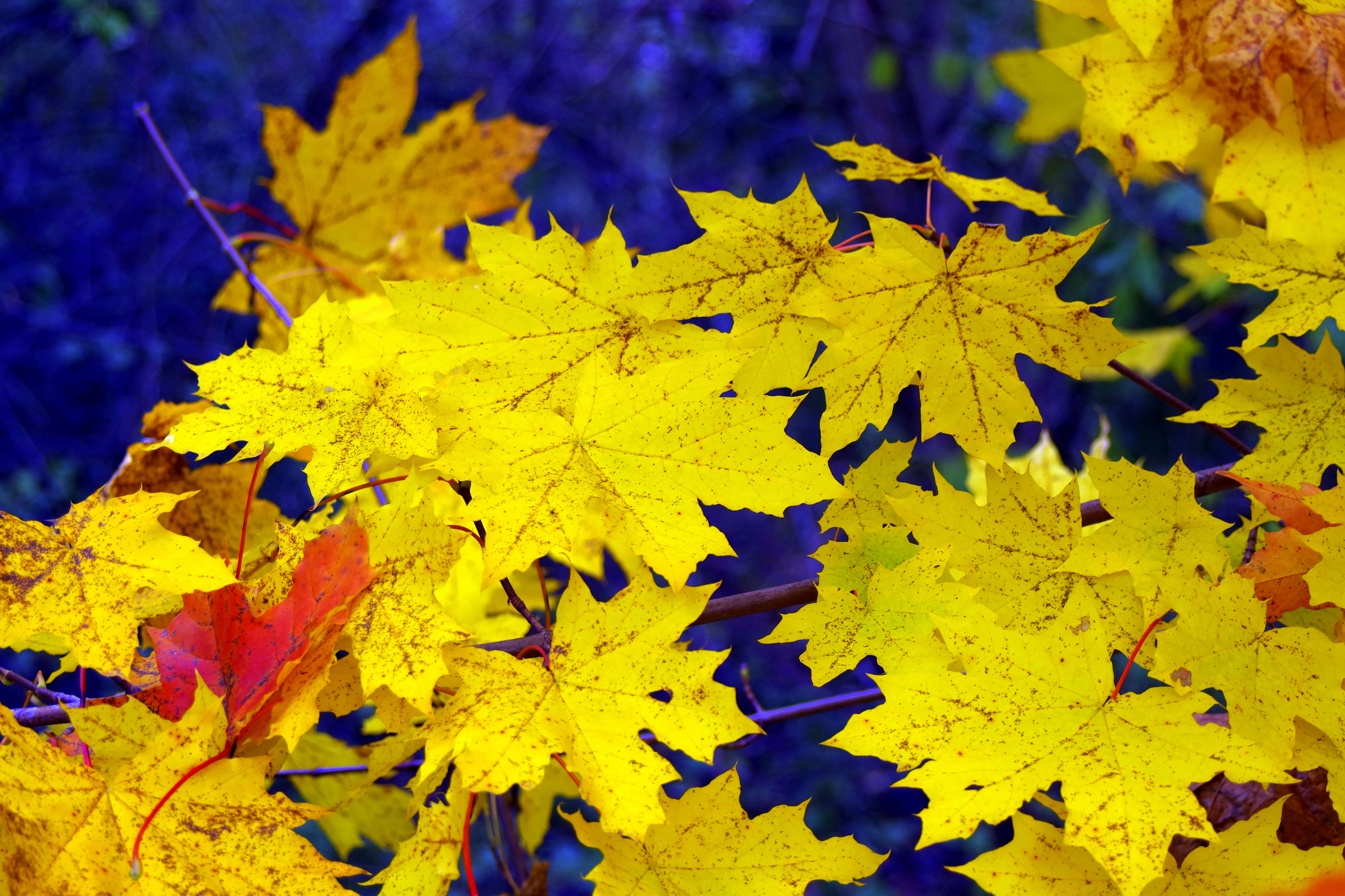 157454 завантажити шпалери жовтий, осінь, листя, природа, клен, полеглий, опале - заставки і картинки безкоштовно