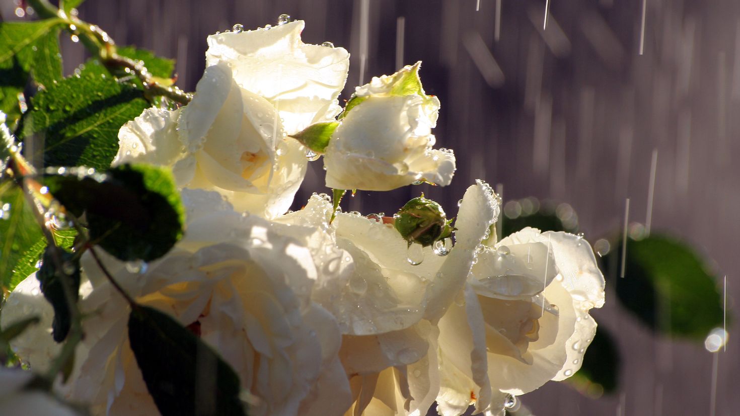 Белые розы в каплях