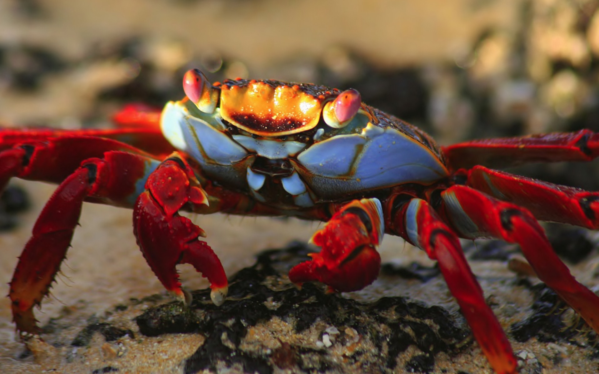 crab, animal