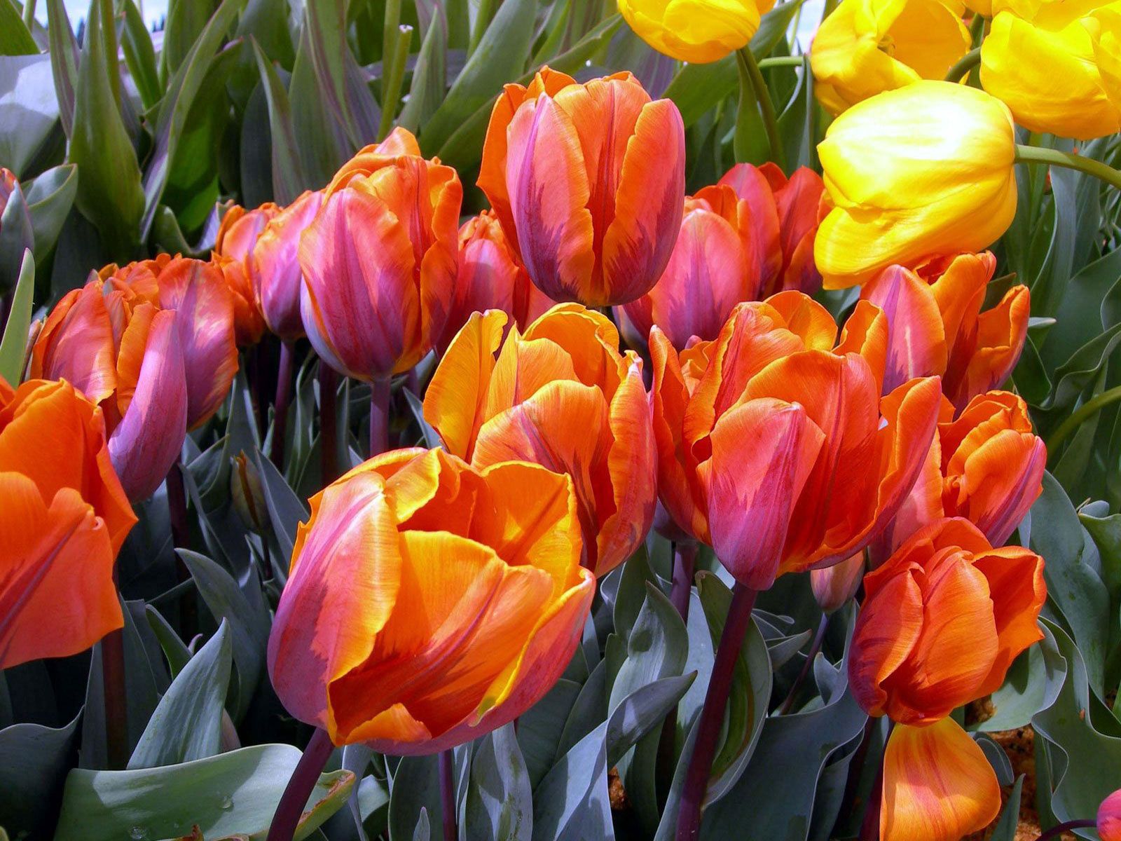 loose, flowers, tulips, disbanded, buds HD wallpaper