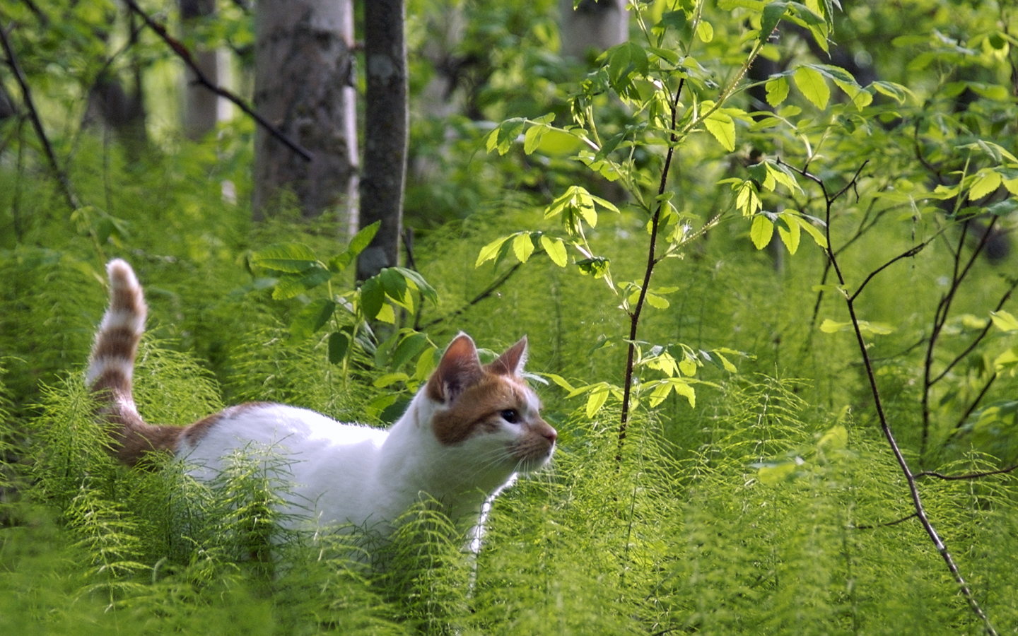 фото котят лесных