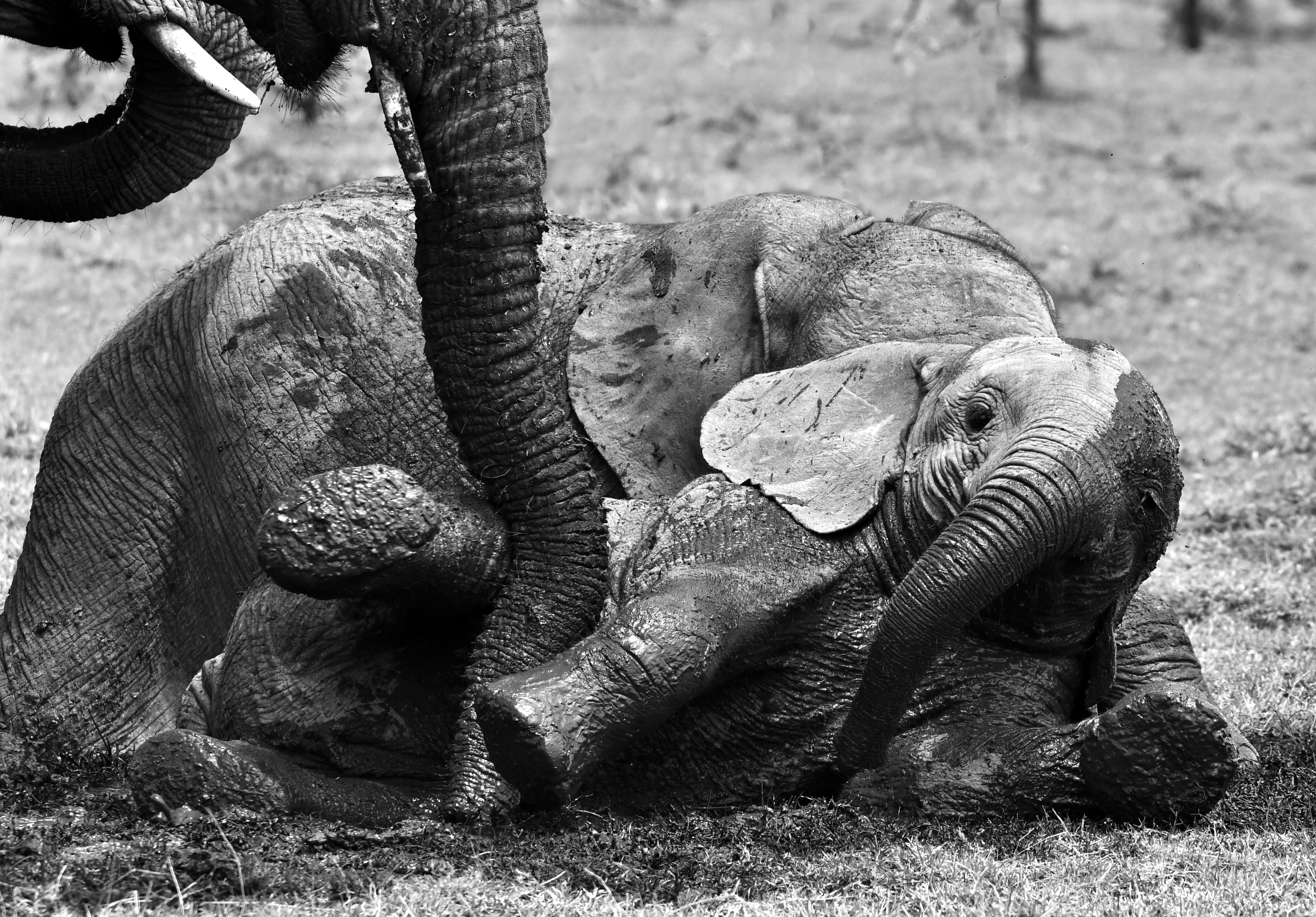 Mobile wallpaper animal, african bush elephant, baby animal, black & white, kenya, maasai mara national reserve, mud, playing, elephants