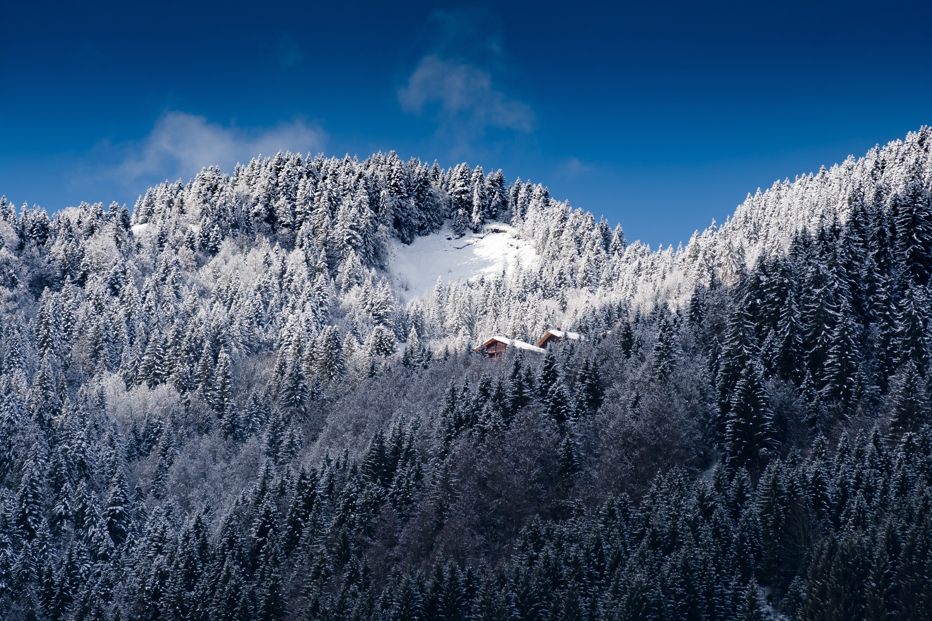 126533 скачать обои альпы, природа, деревья, горы, снег - заставки и картинки бесплатно