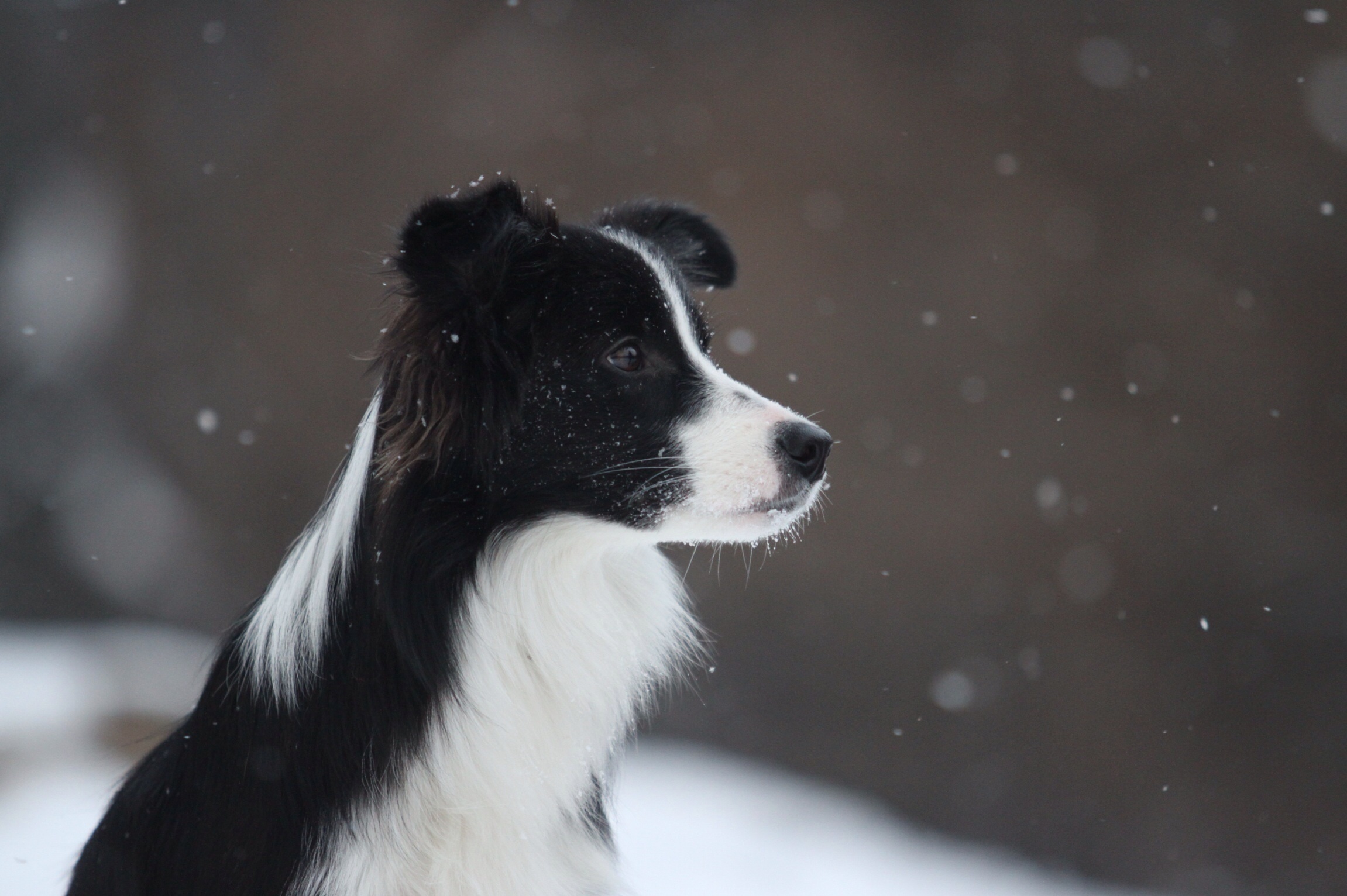 Download mobile wallpaper Spotted, Border Collie, Animals, Snow, Dog for free.