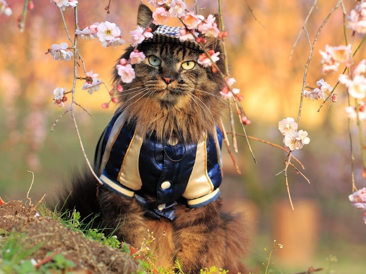 Котики в костюмах цветов