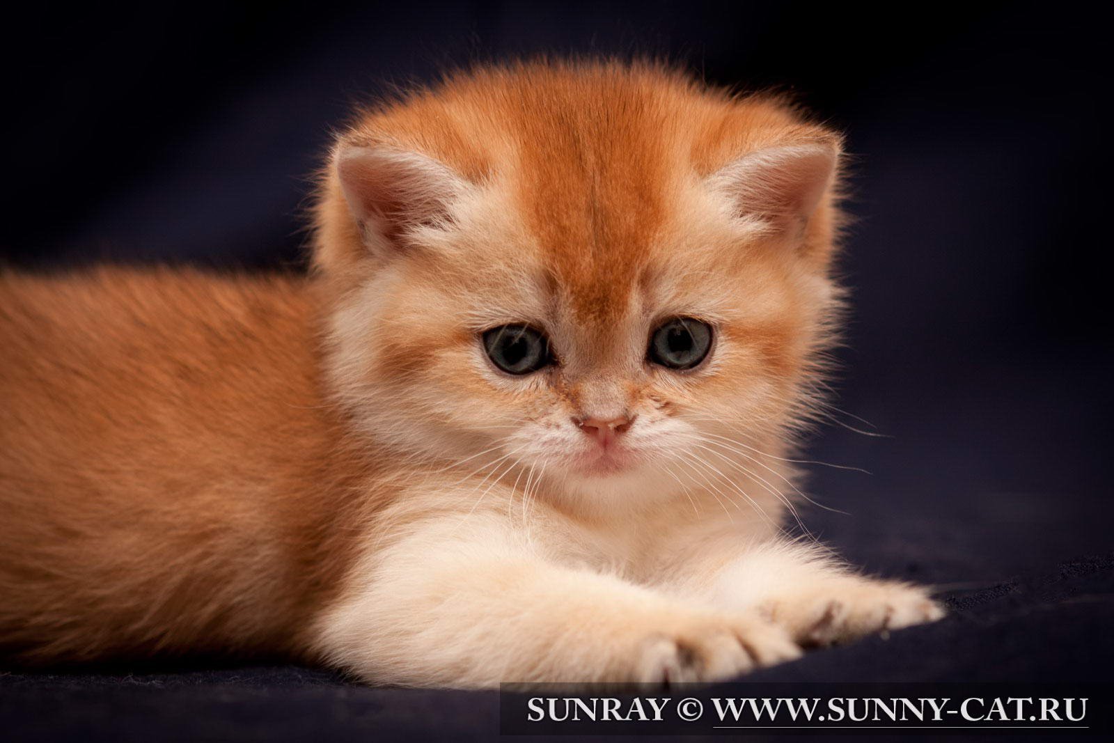 17569 скачать обои кошки (коты котики), животные, оранжевые - заставки и картинки бесплатно
