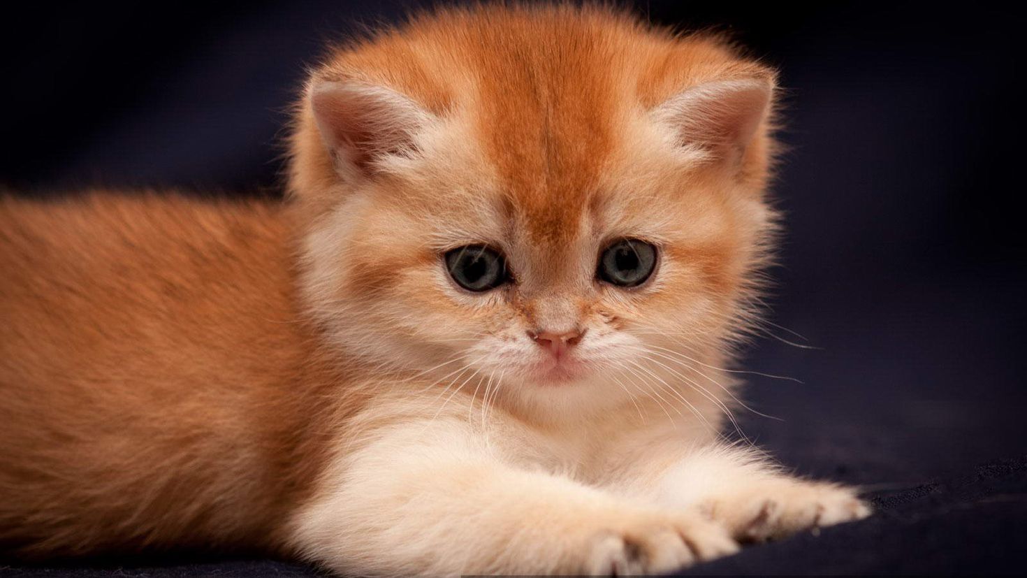 Кошки маленькие британские рыжие