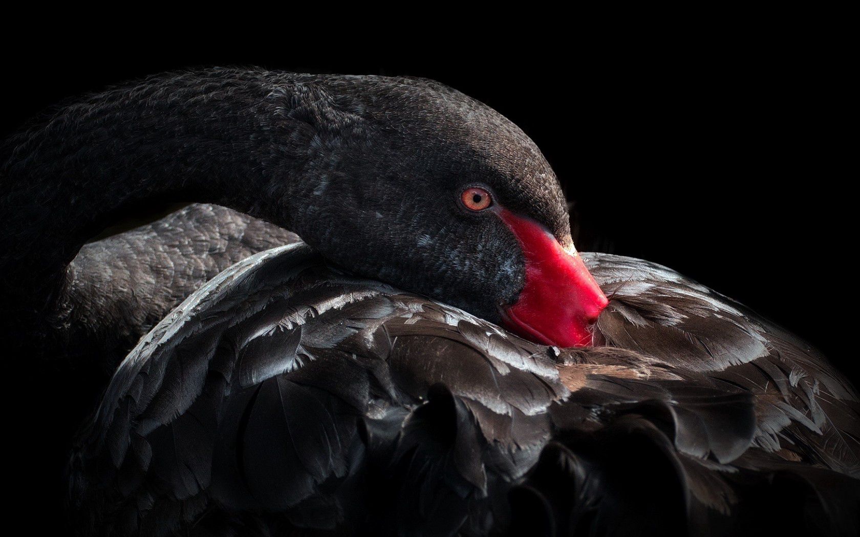 Laden Sie das Black Swan, Schnabel, Schwarzer Schwan, Feder, Vogel, Tiere-Bild kostenlos auf Ihren PC-Desktop herunter