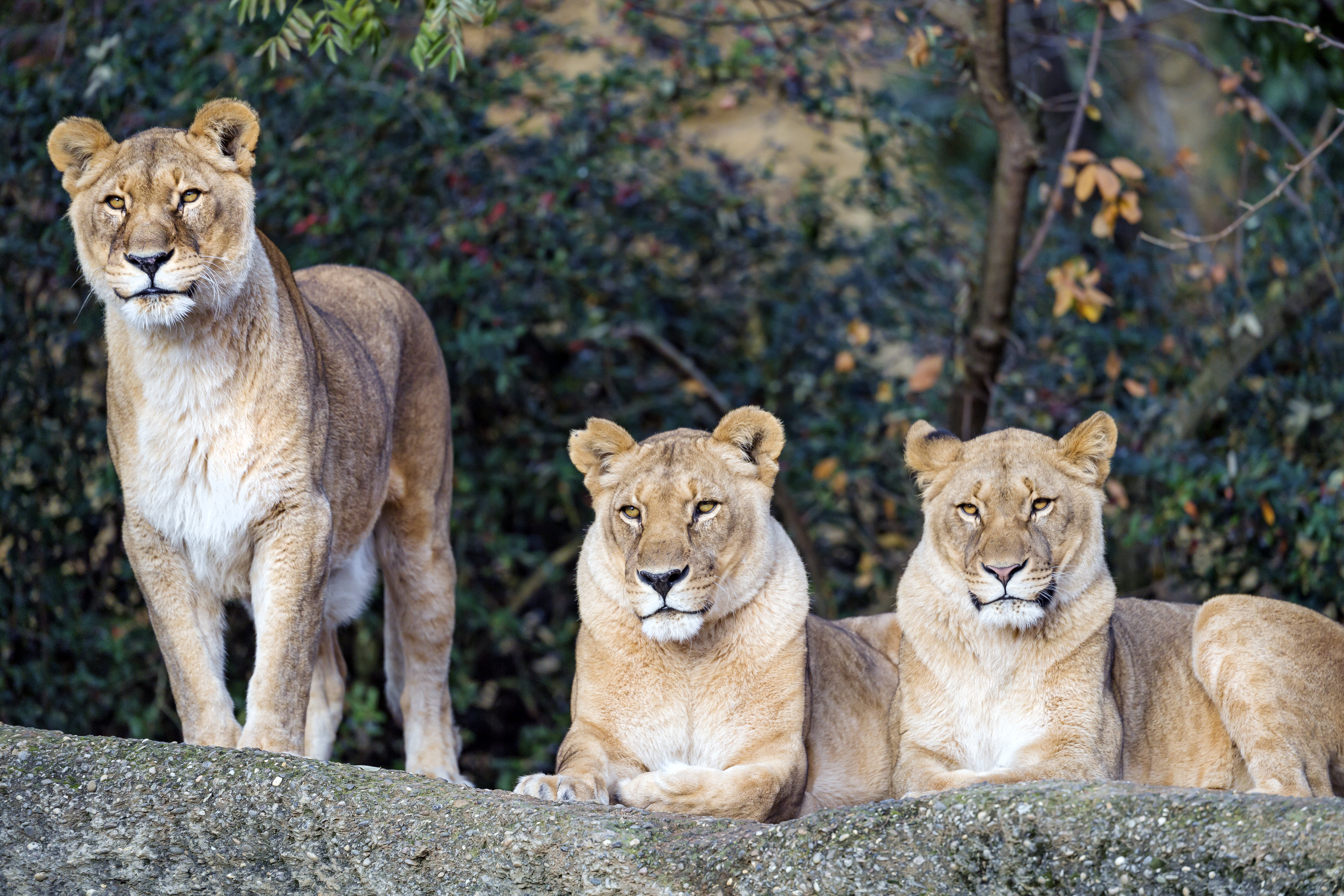 predator, sight, animals, big cat, opinion, lioness, beast