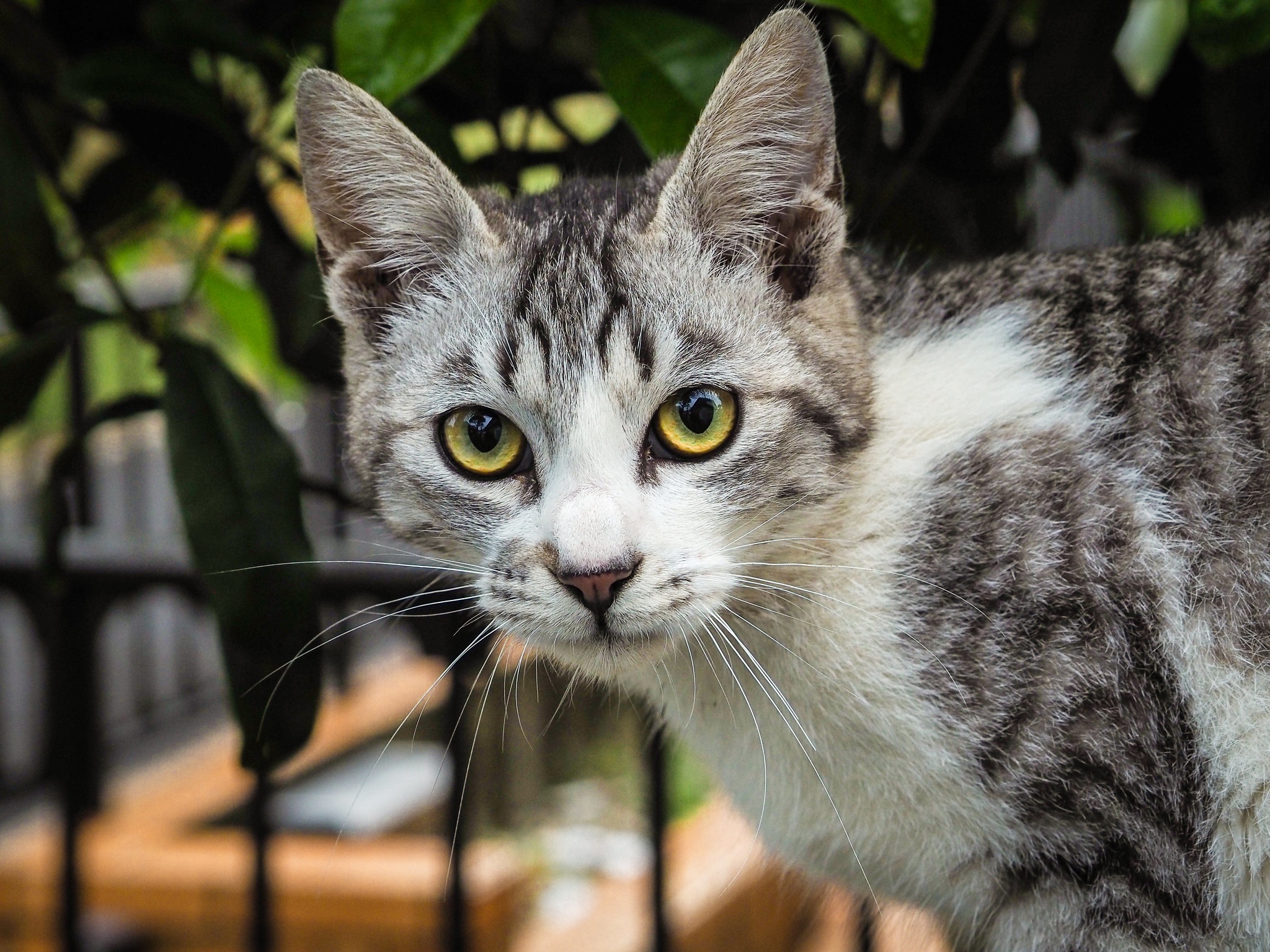 Натуральное мяуканье кошек. Серо белая кошка. Серо белая кошка с зелеными глазами. Бело серая кошка. Серая полосатая кошка с зелеными глазами.