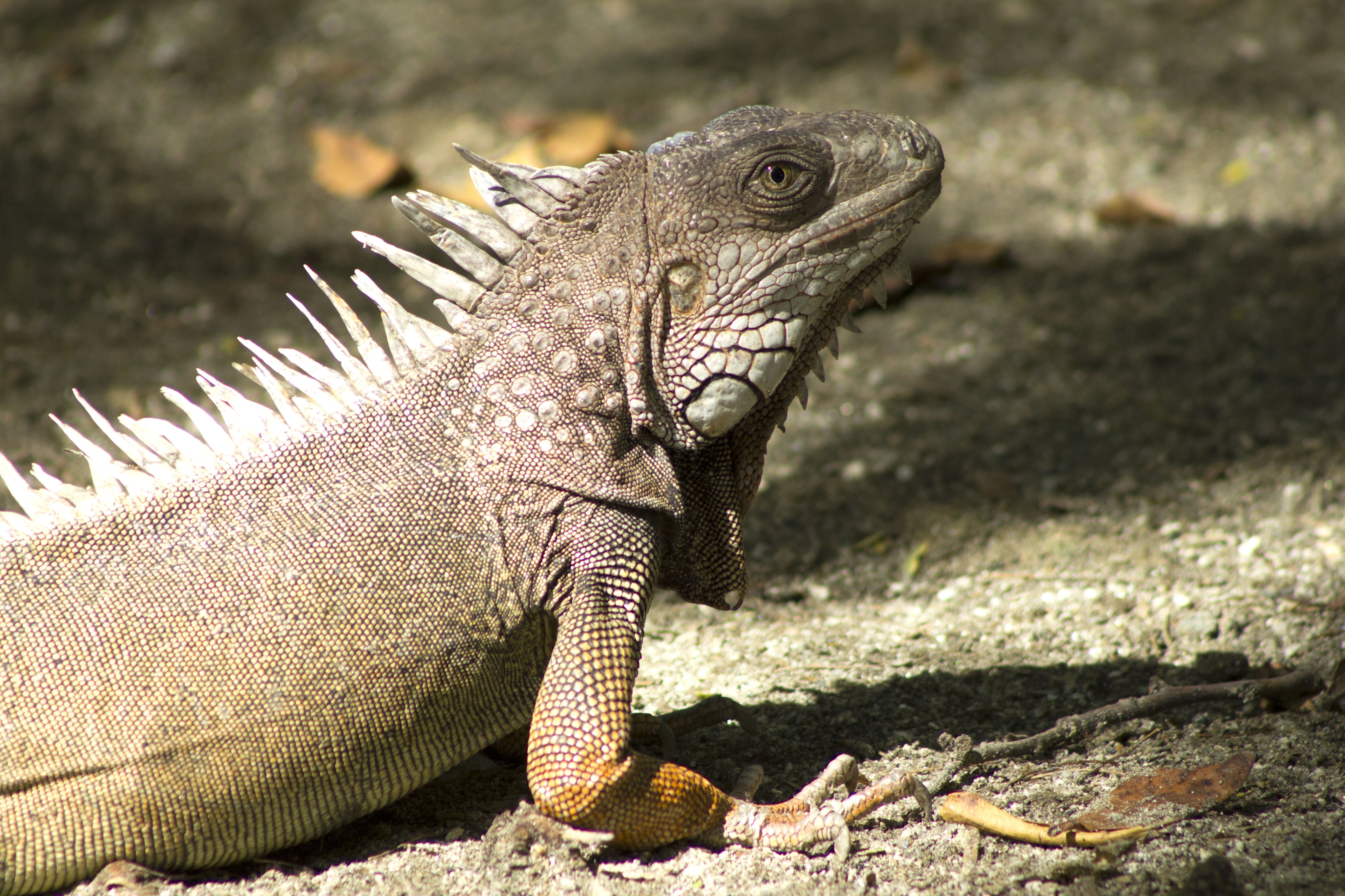 Laden Sie das Schatten, Iguana, Leguan, Reptile, Tiere, Reptil-Bild kostenlos auf Ihren PC-Desktop herunter