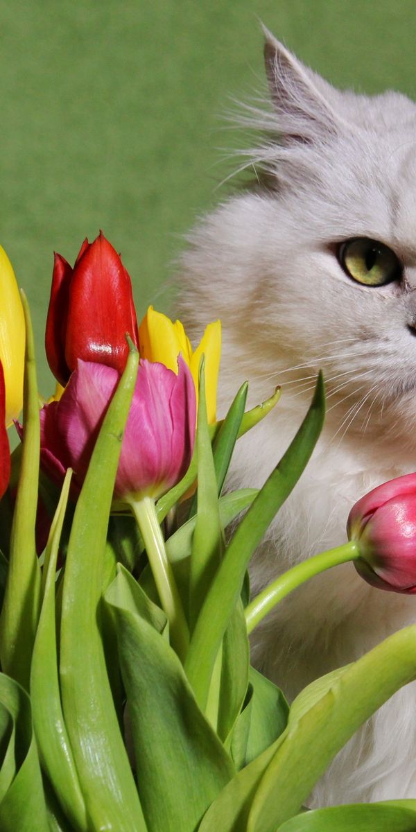 Тюльпаны для кошек ядовиты или нет. Кот с тюльпанами. Кошечка с тюльпанами. Белая кошка с тюльпанами. Красивый кот с тюльпанами.