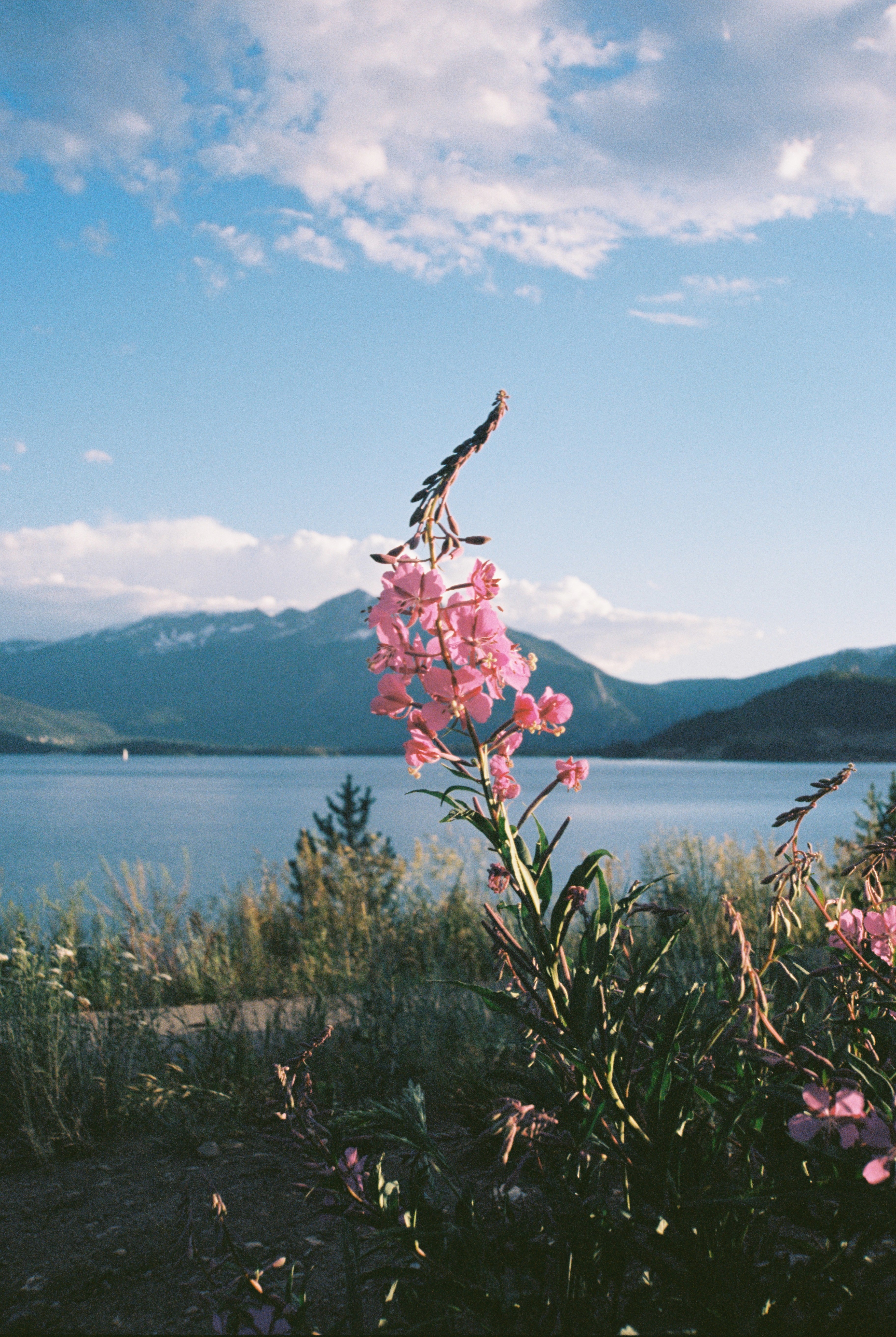 Скачать картинку Трава, Озеро, Горы, Пейзаж, Цветы в телефон бесплатно.