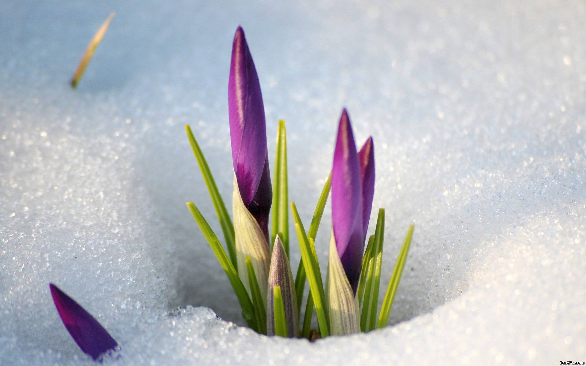 Скачать картинку Снег, Зима, Цветы, Растения в телефон бесплатно.