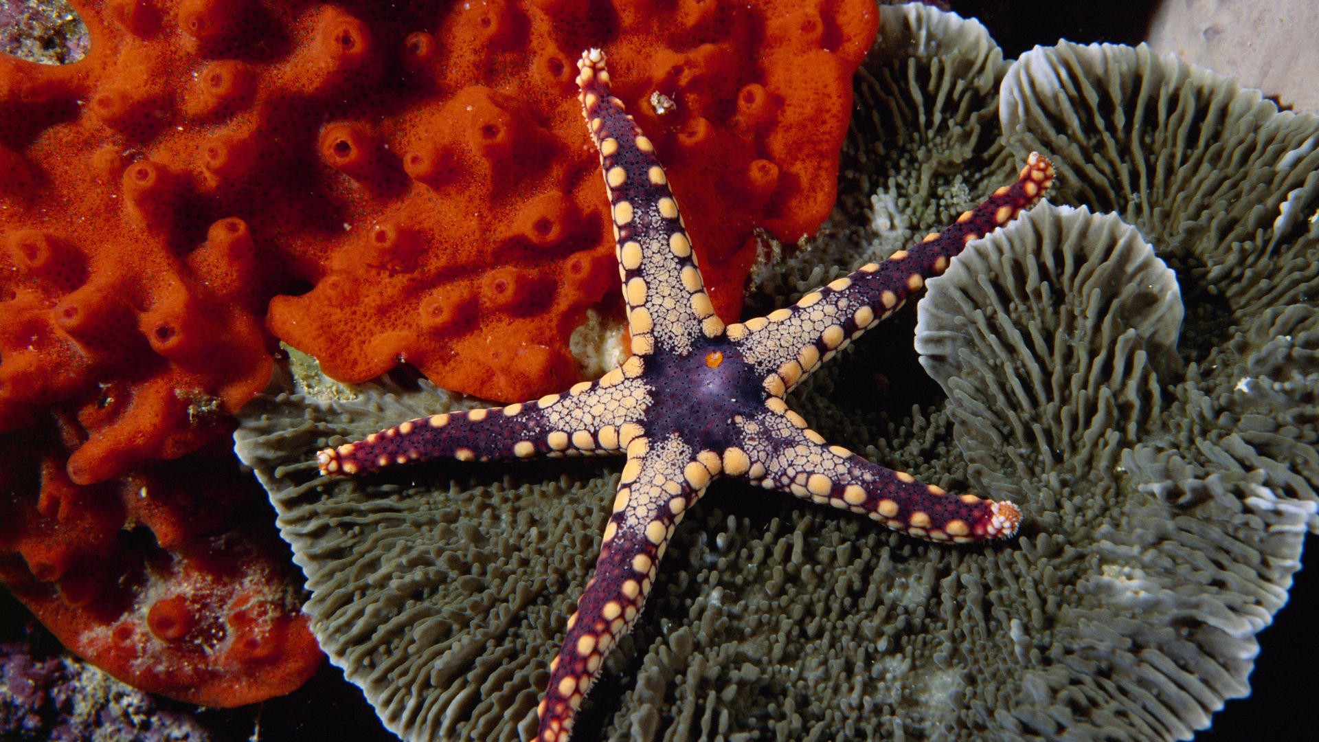 starfish, animal 4K Ultra