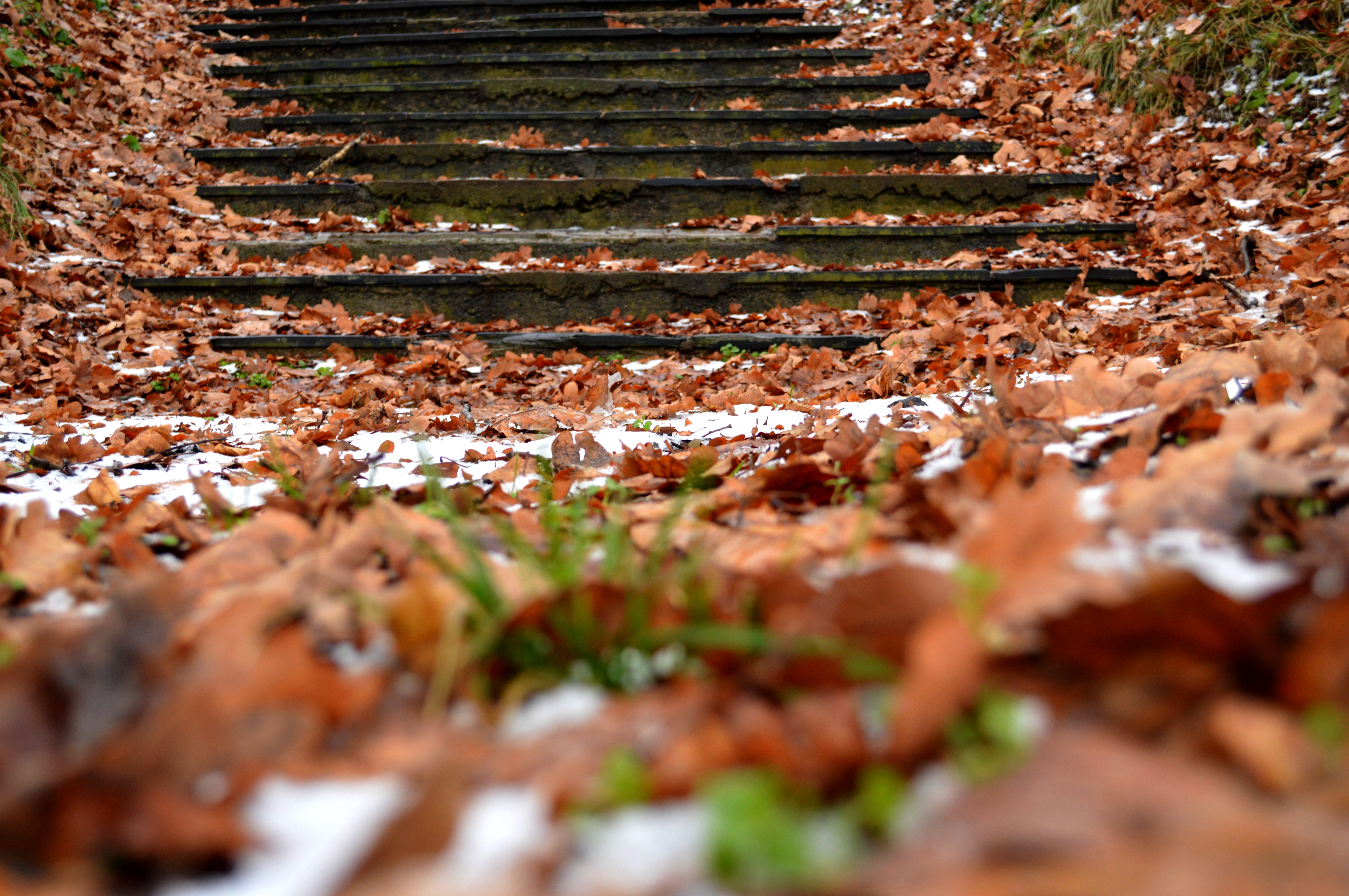 autumn, steps, nature, snow, foliage mobile wallpaper
