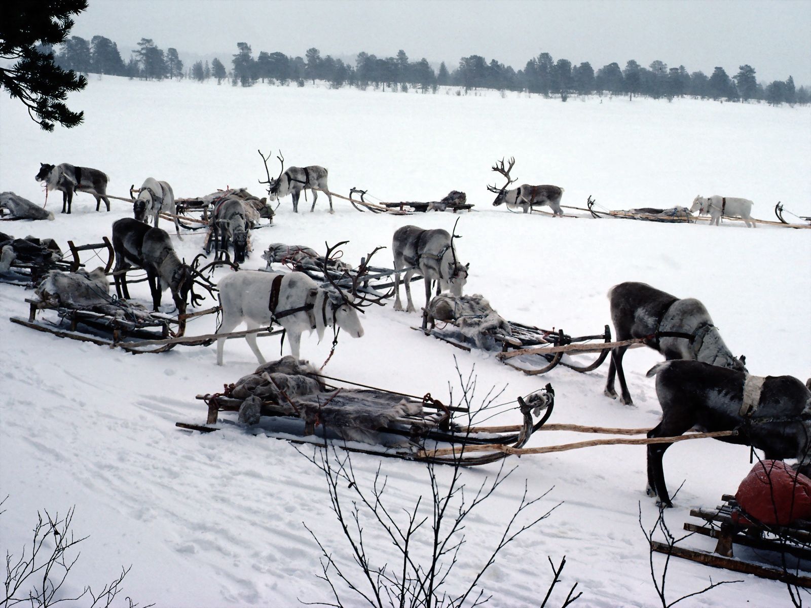 transport, nature, snow, deers, team, sleigh, sledge, north pole wallpaper for mobile