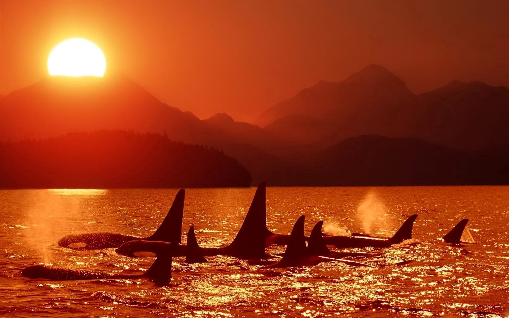 97517 descargar fondo de pantalla las orcas, delfines, animales, puesta del sol, cielo, mar: protectores de pantalla e imágenes gratis