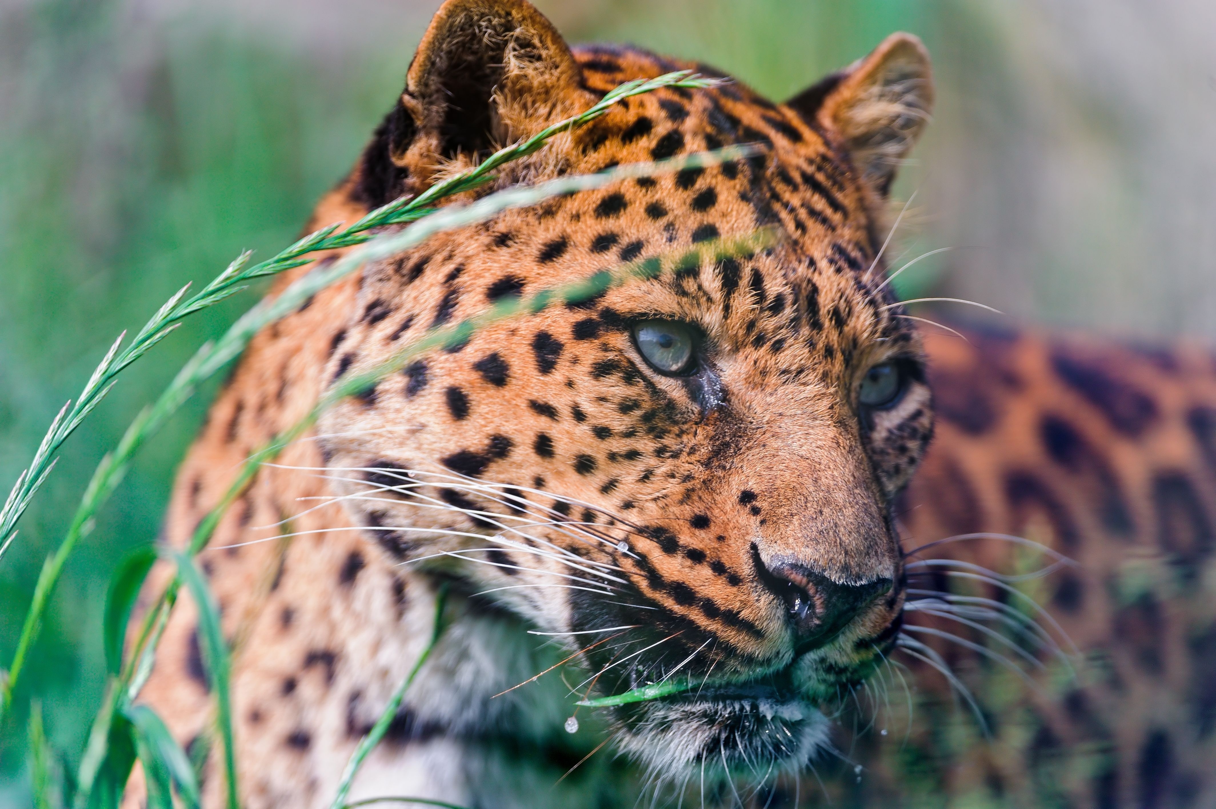 animals, grass, leopard, to lie down, lie, spotted, spotty, big cat Phone Background