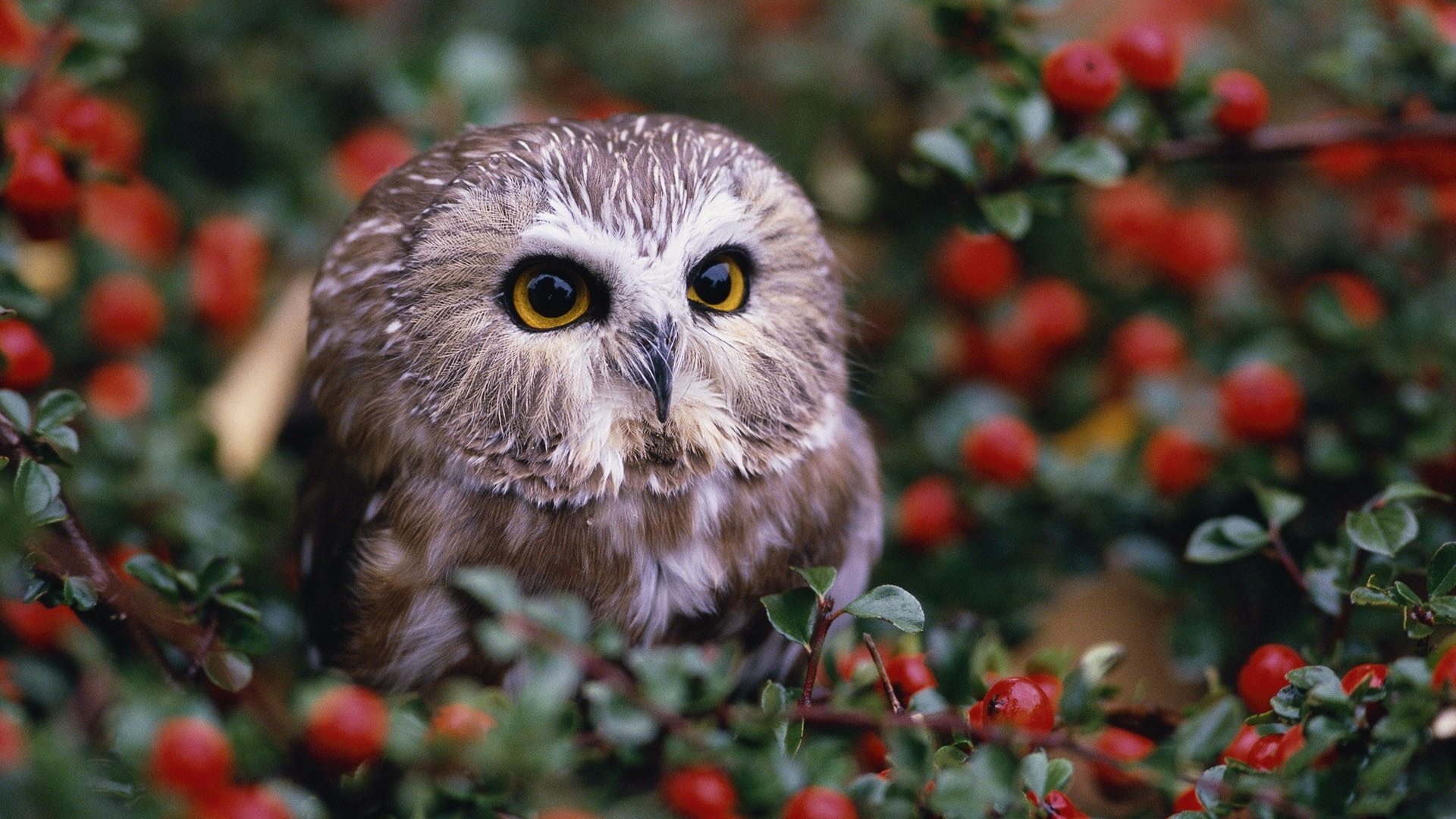 Free download wallpaper Animals, Birds, Owl on your PC desktop