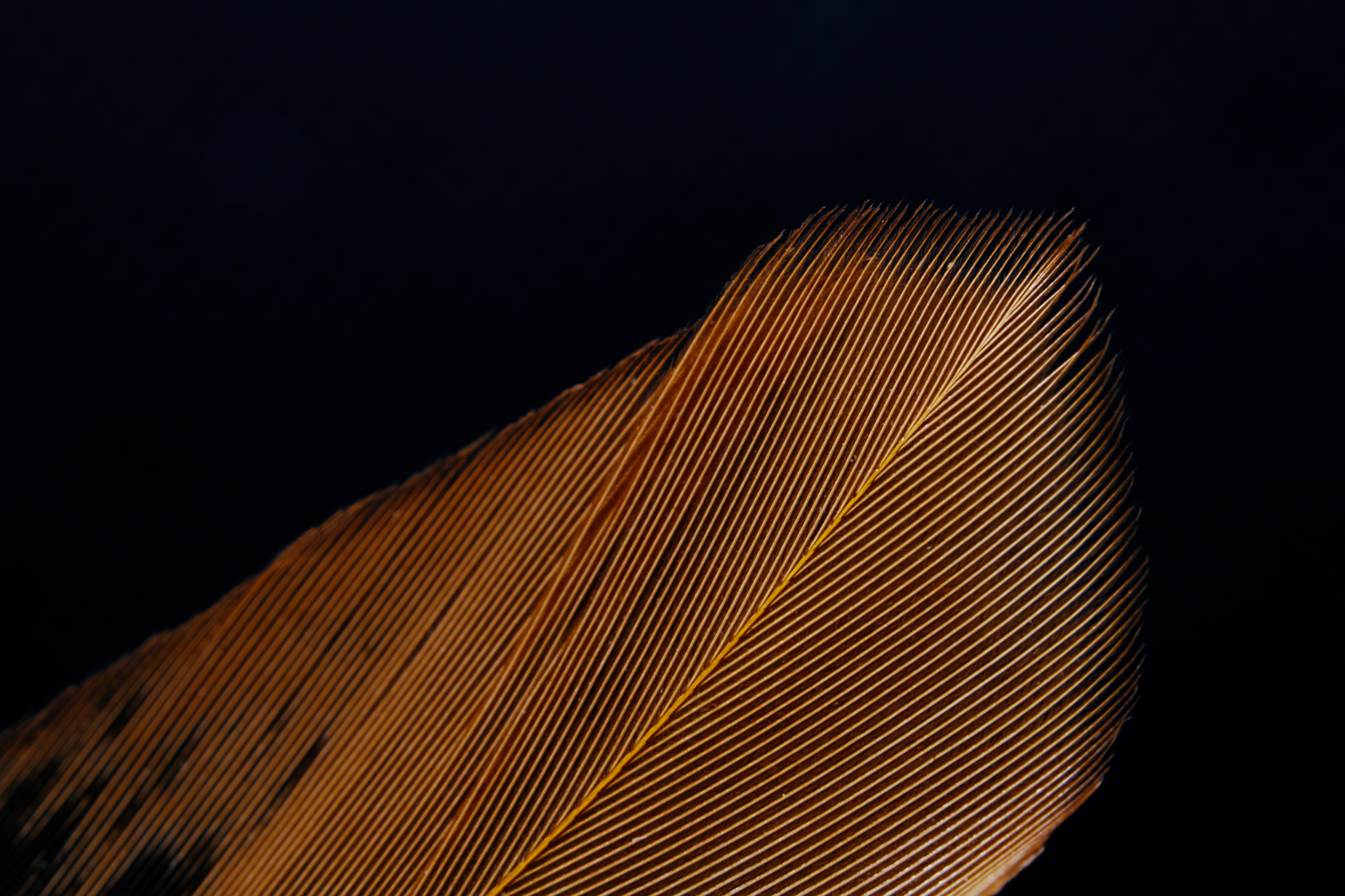Download mobile wallpaper Pen, Macro, Streaks, Stripes, Feather, Texture, Textures for free.