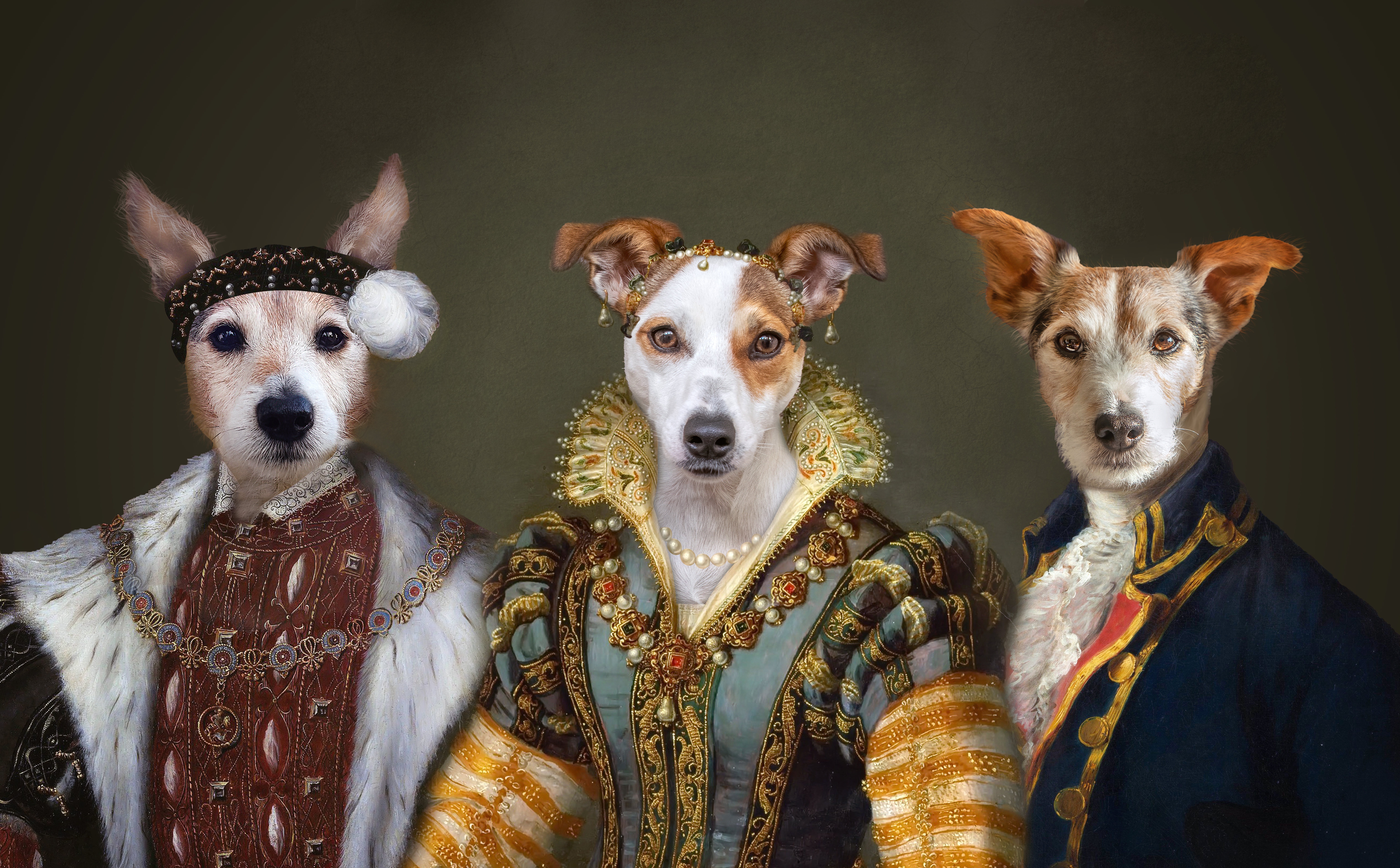 Download mobile wallpaper Dog, Animal, Portrait, Costume, Humor for free.