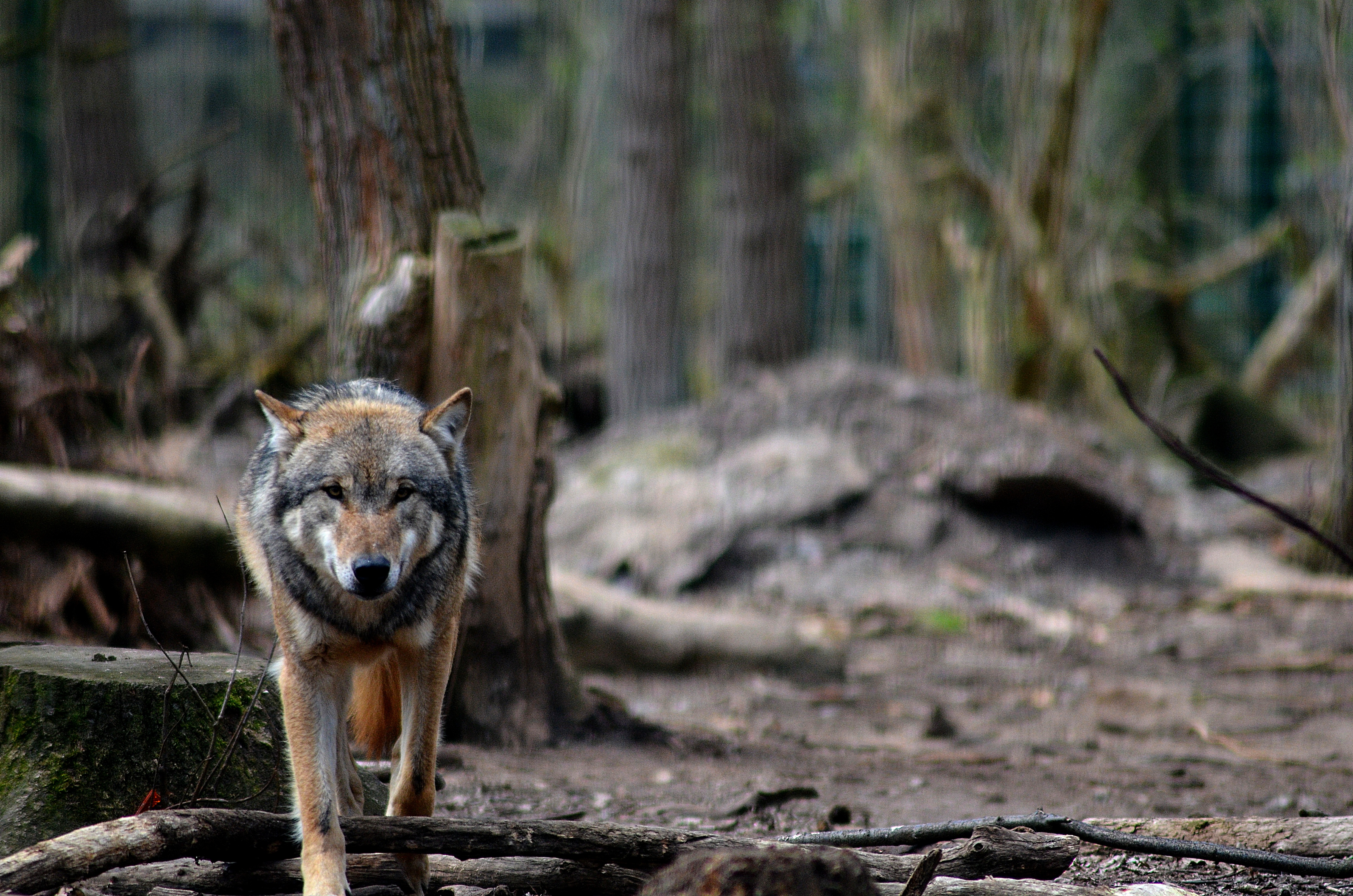 Download mobile wallpaper Animals, Predator, Forest, Wildlife, Wolf for free.