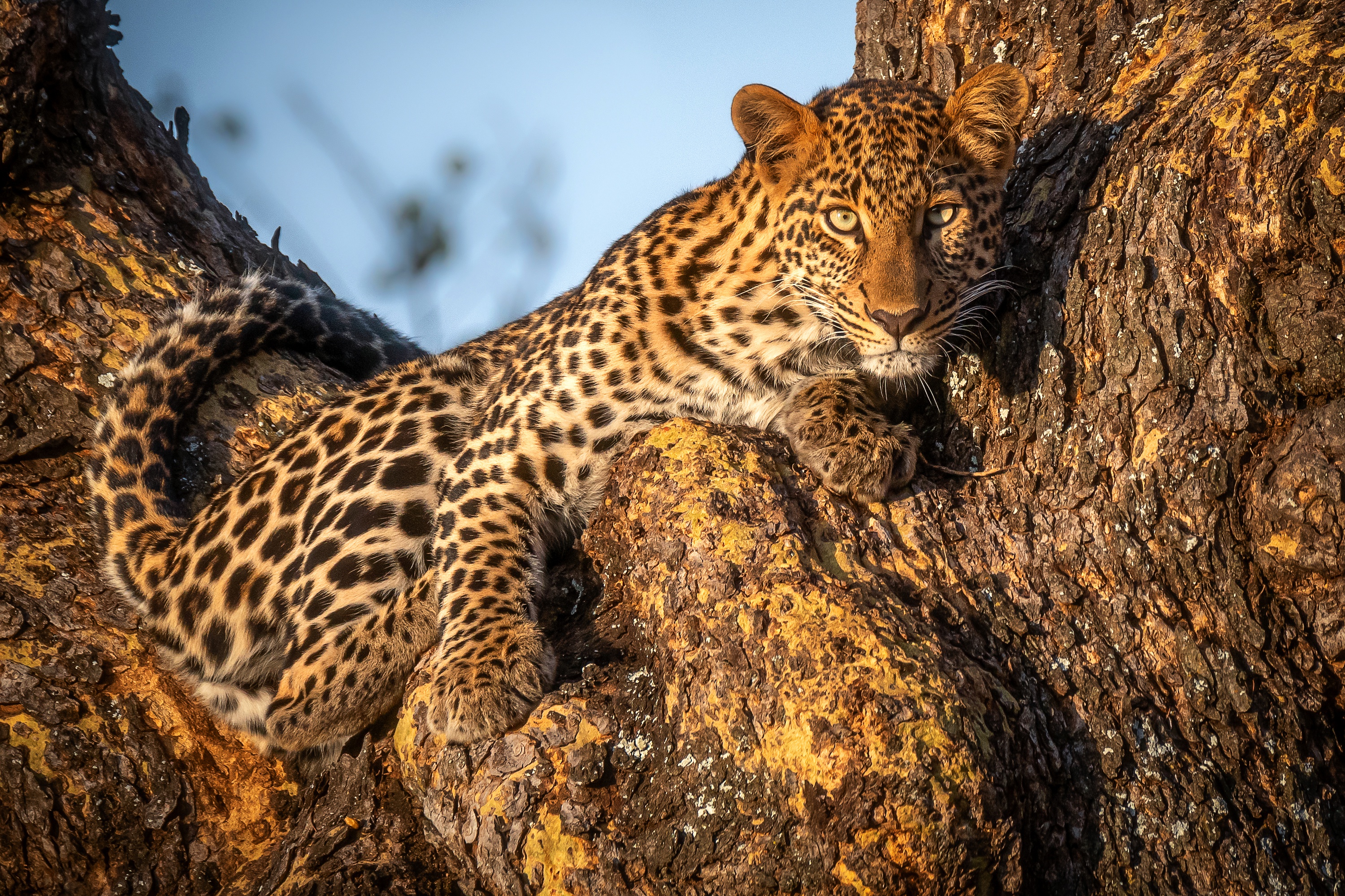 animal, leopard, trunk, cats 32K
